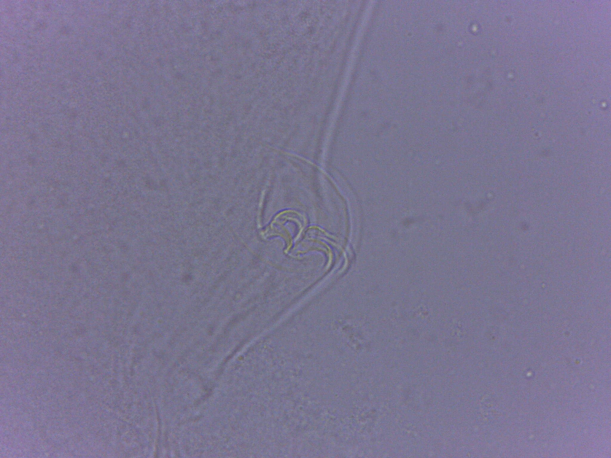 Diphascon nobilei image