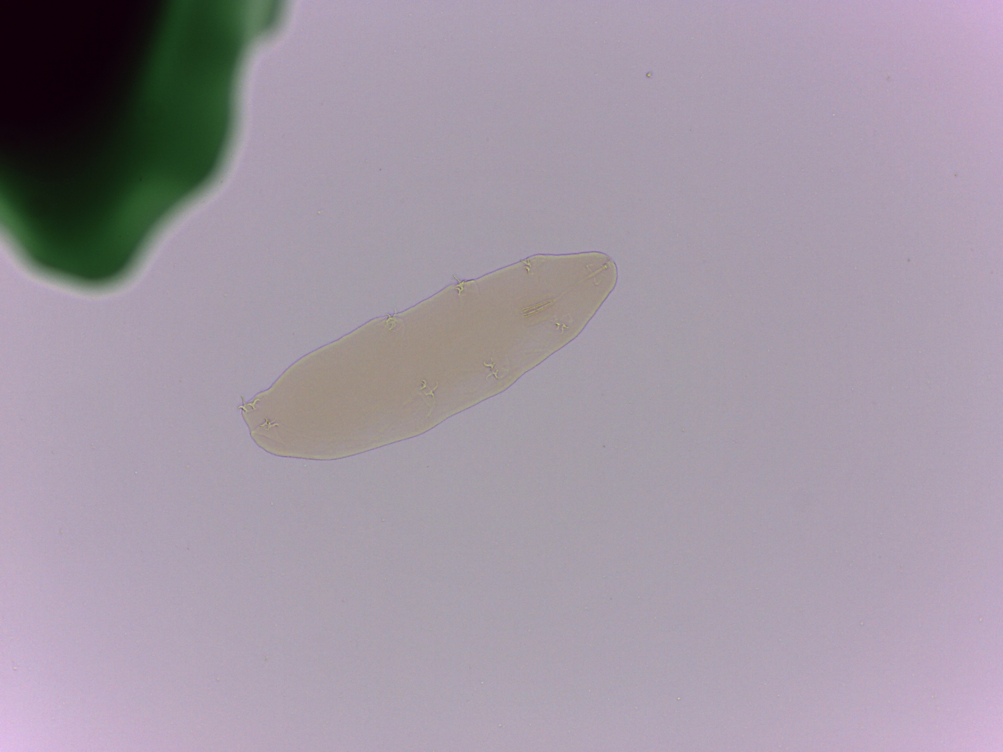 Adropion scoticum image