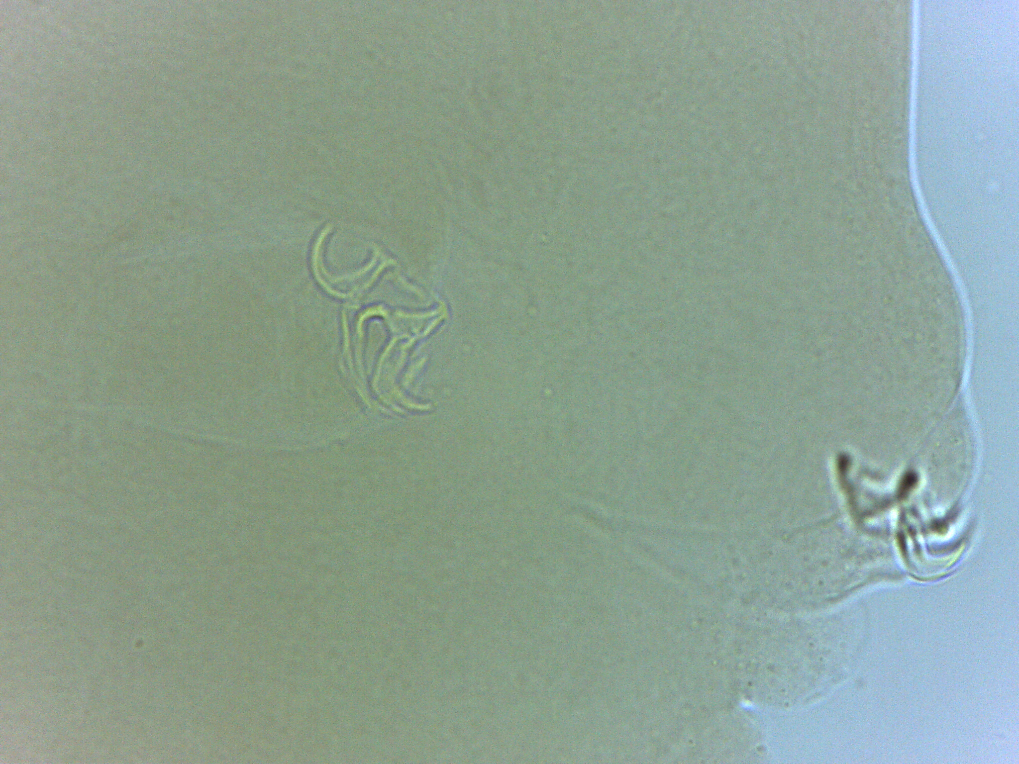 Adropion scoticum image