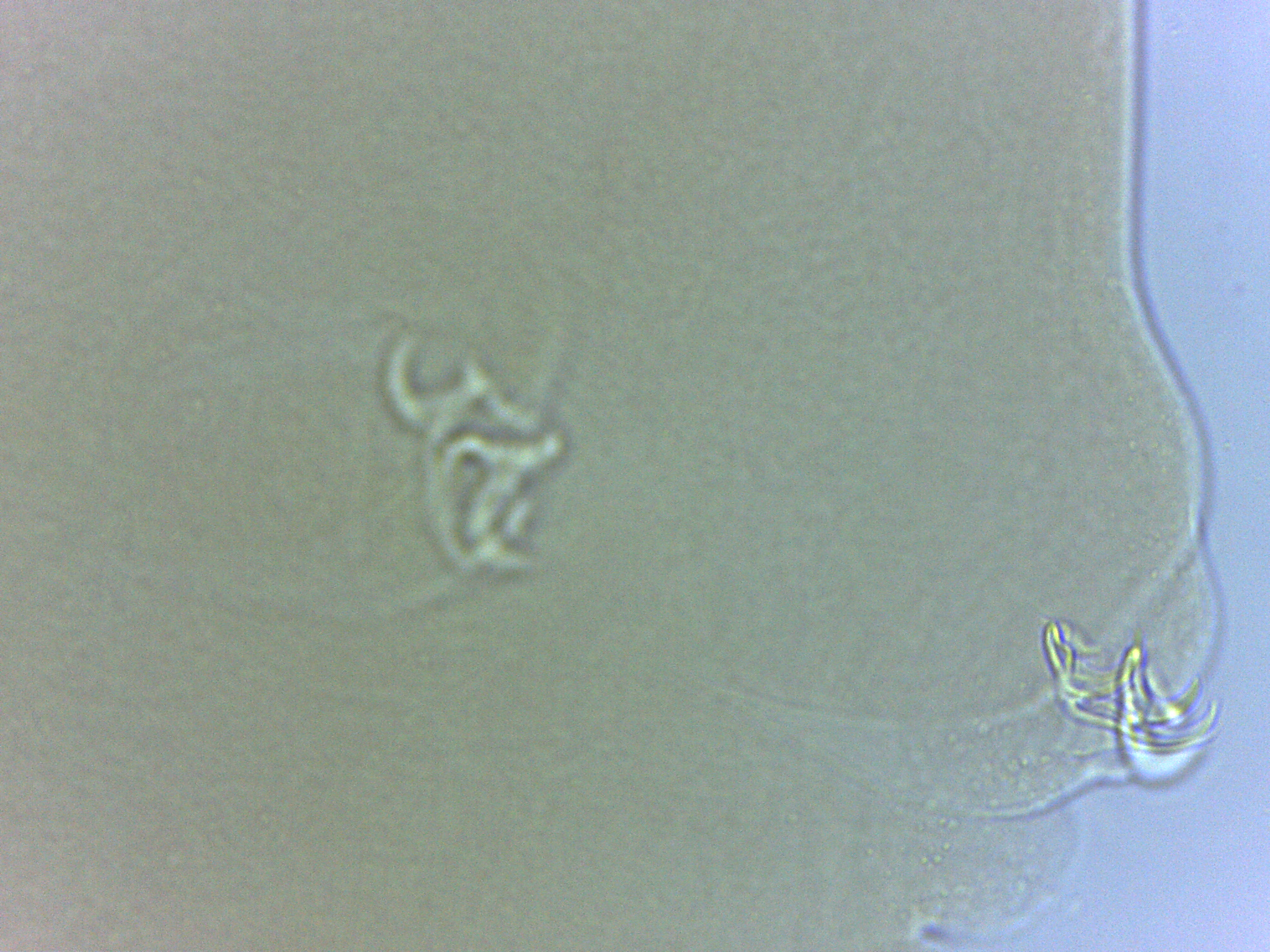 Adropion scoticum image