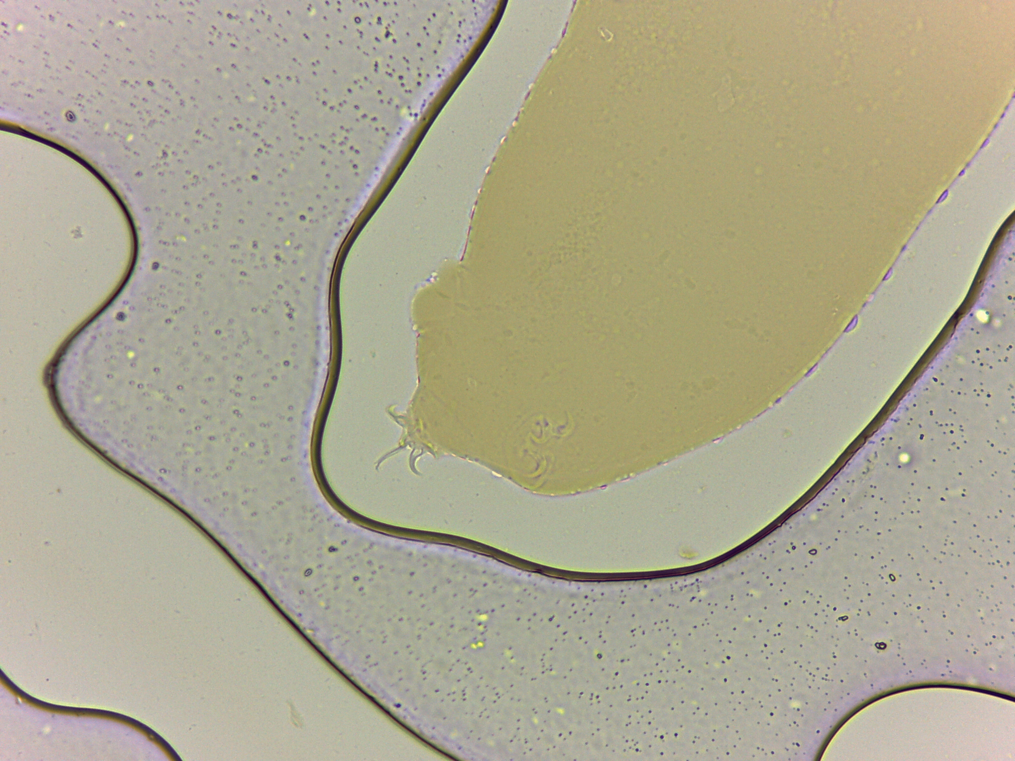 Adropion scoticum image