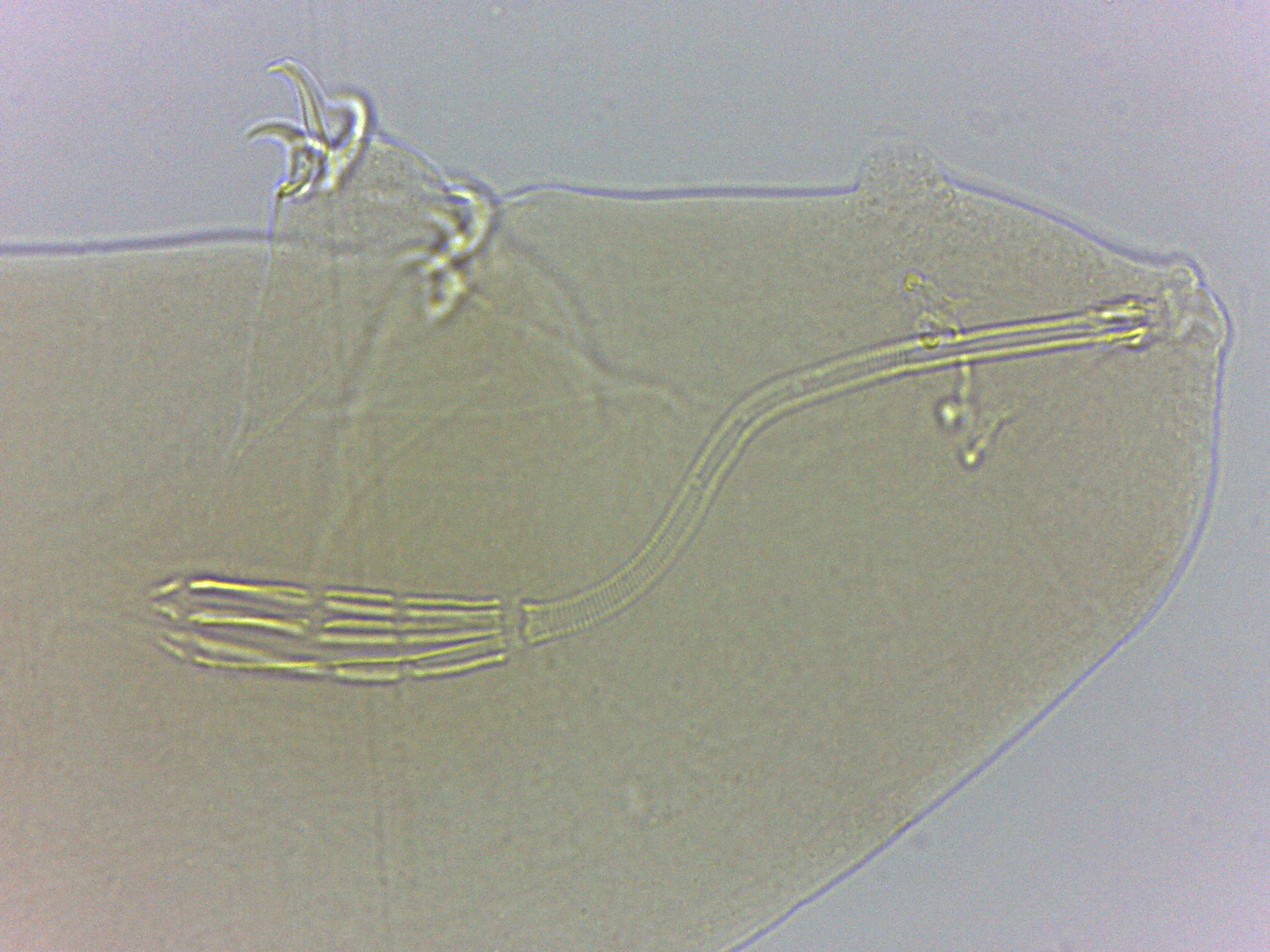 Adropion scoticum image