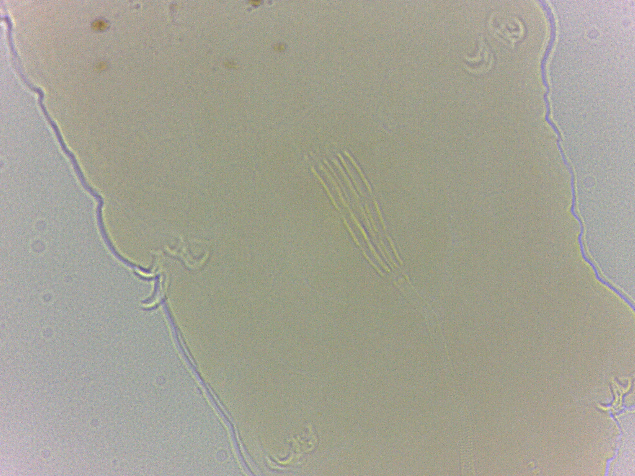 Adropion scoticum image