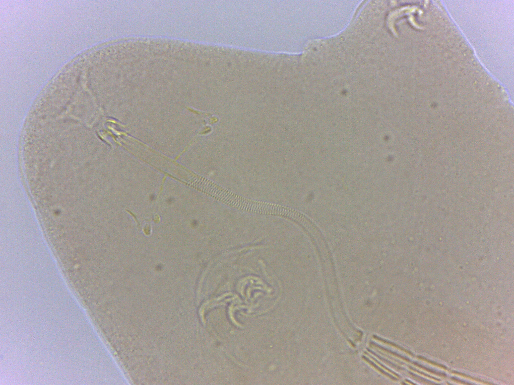 Adropion scoticum image