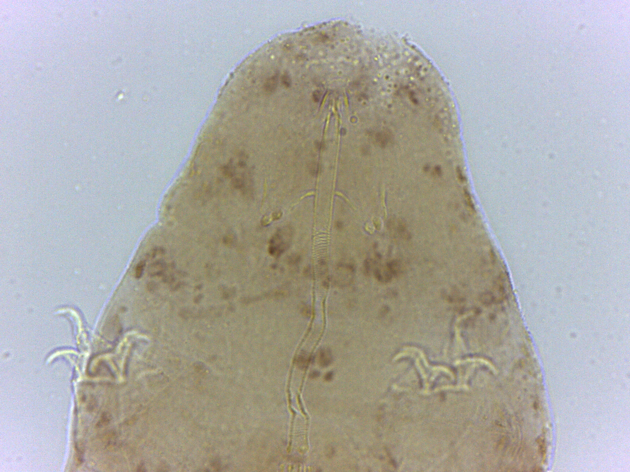 Adropion scoticum image