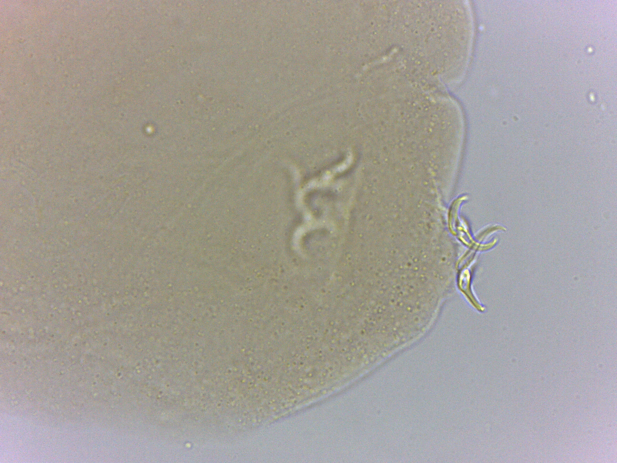 Adropion scoticum image