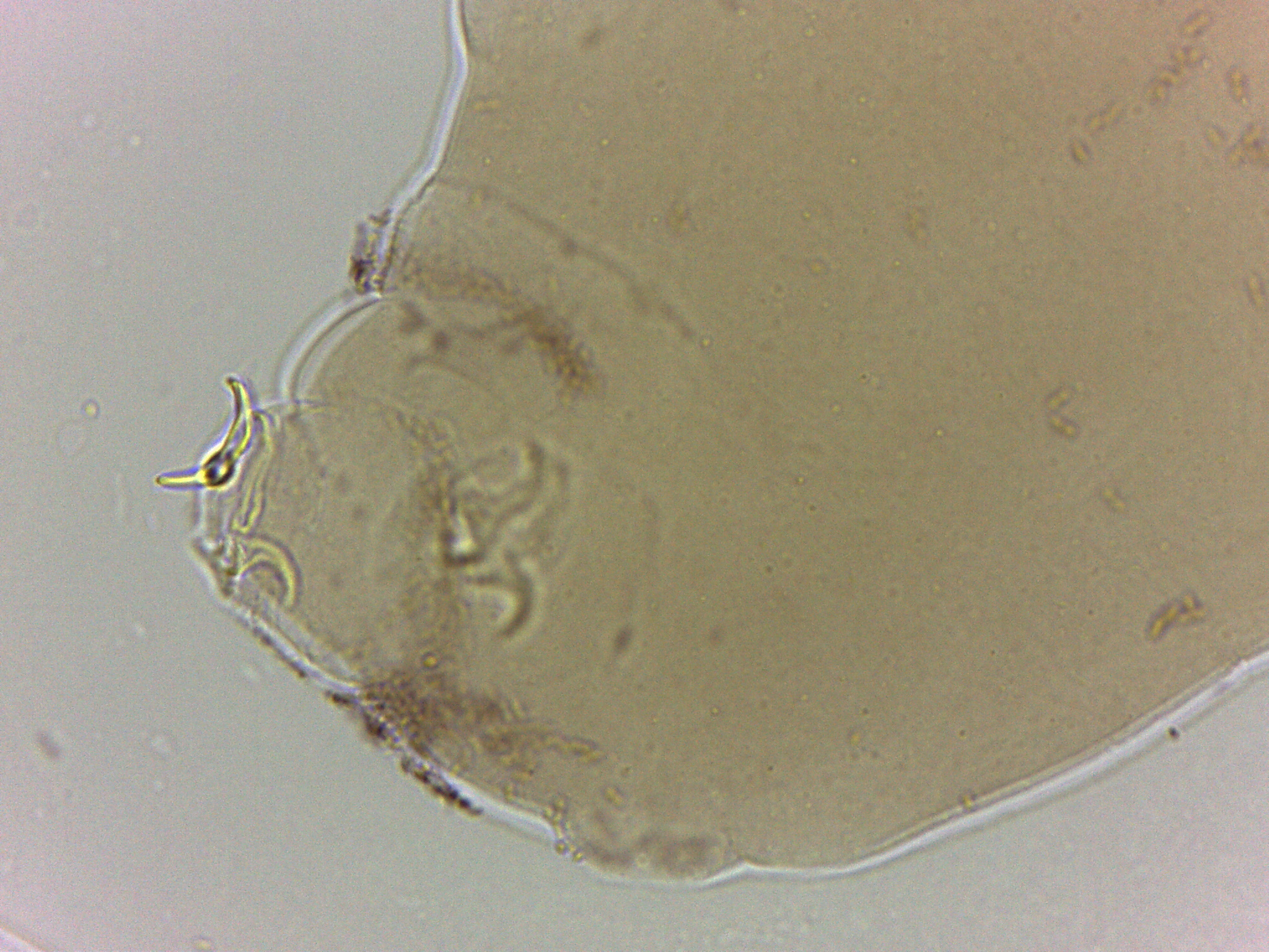 Adropion scoticum image