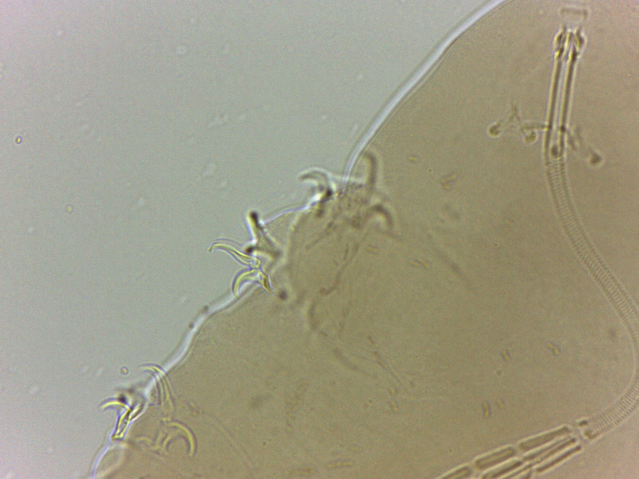 Adropion scoticum image