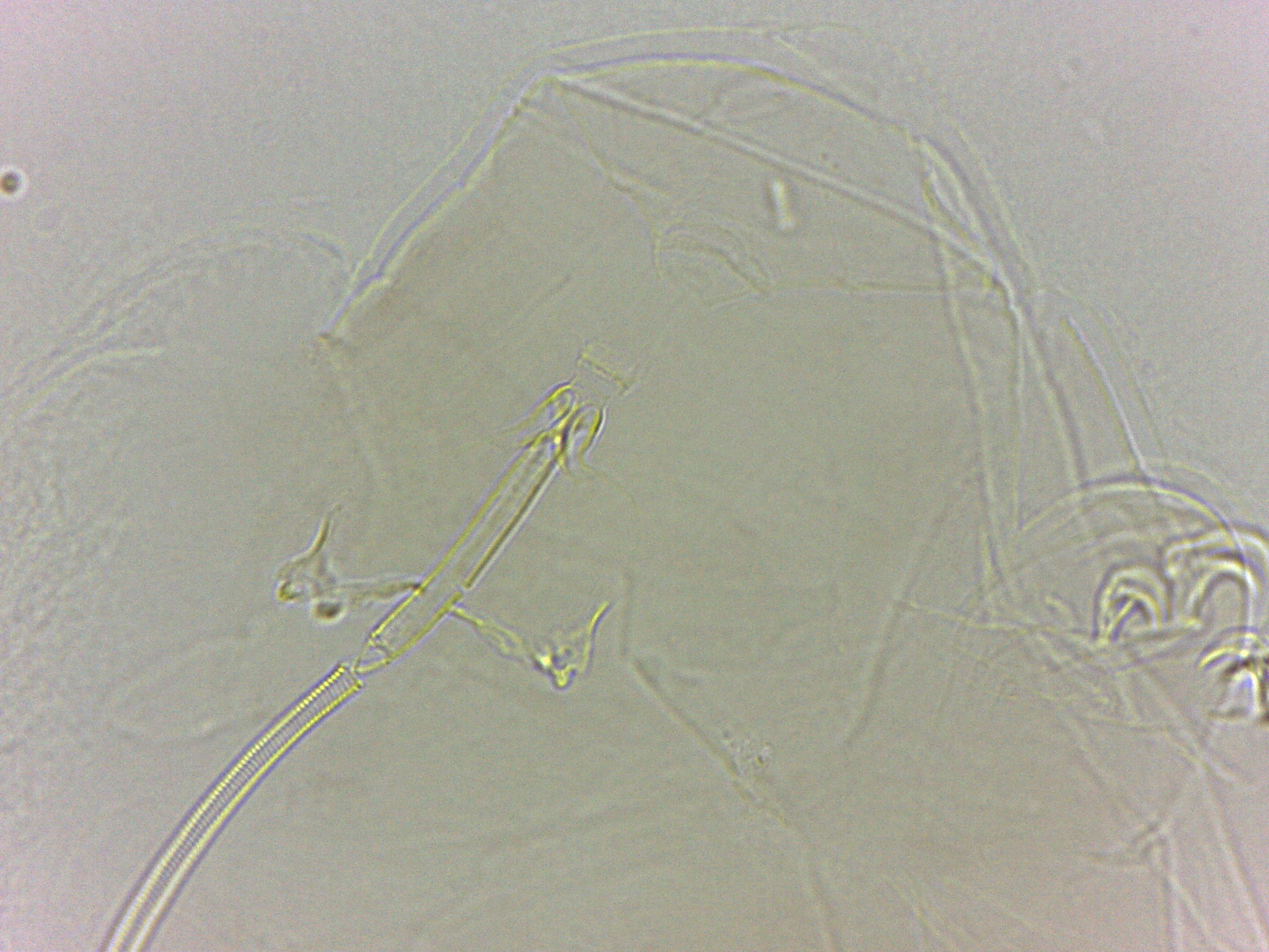 Adropion scoticum image