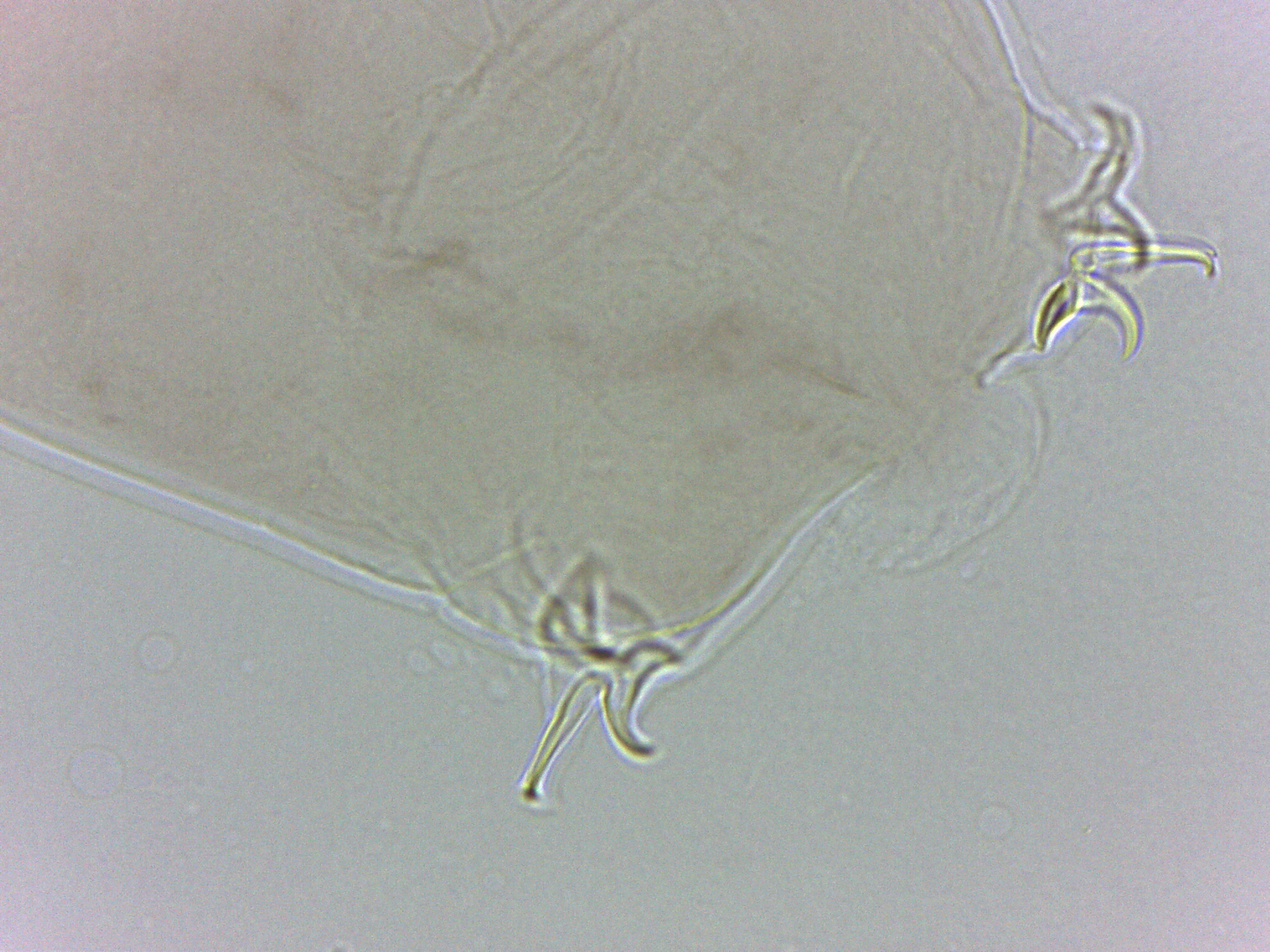 Adropion scoticum image