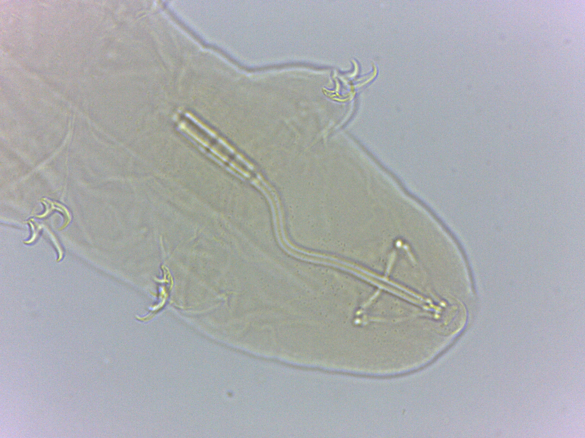 Adropion scoticum image