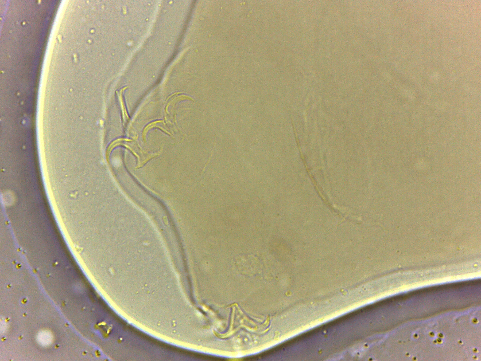 Adropion image