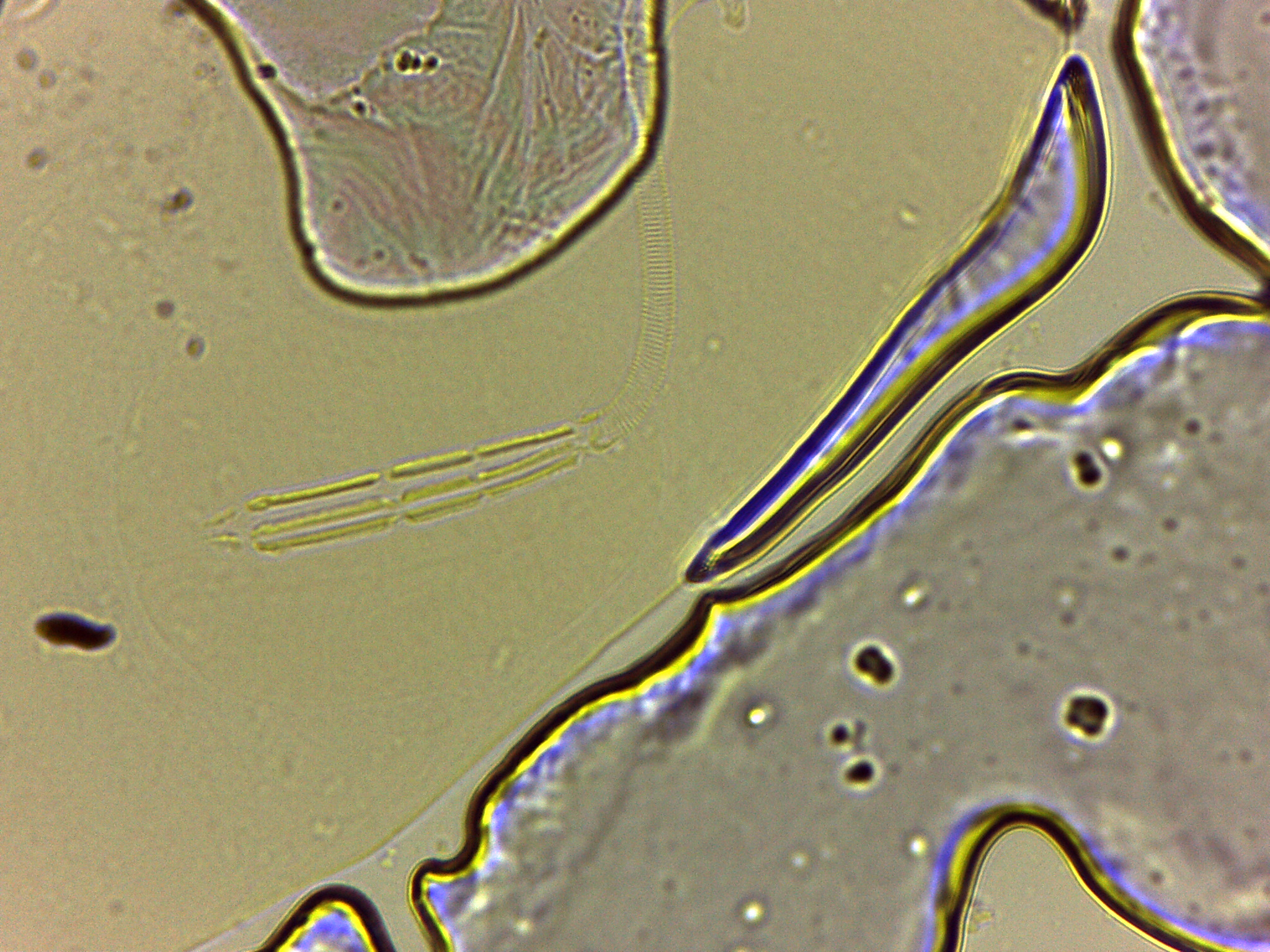 Adropion scoticum image