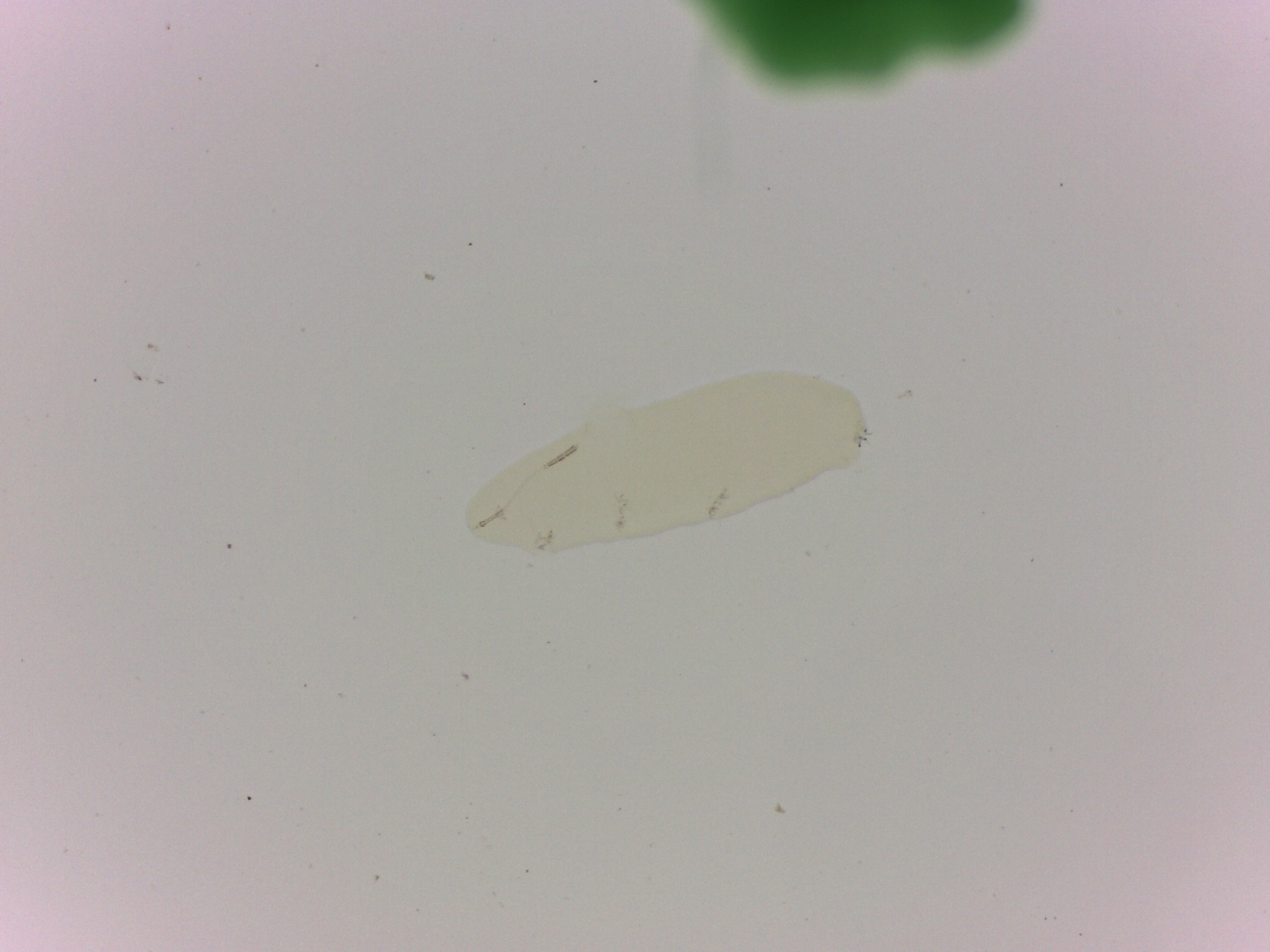 Adropion scoticum image