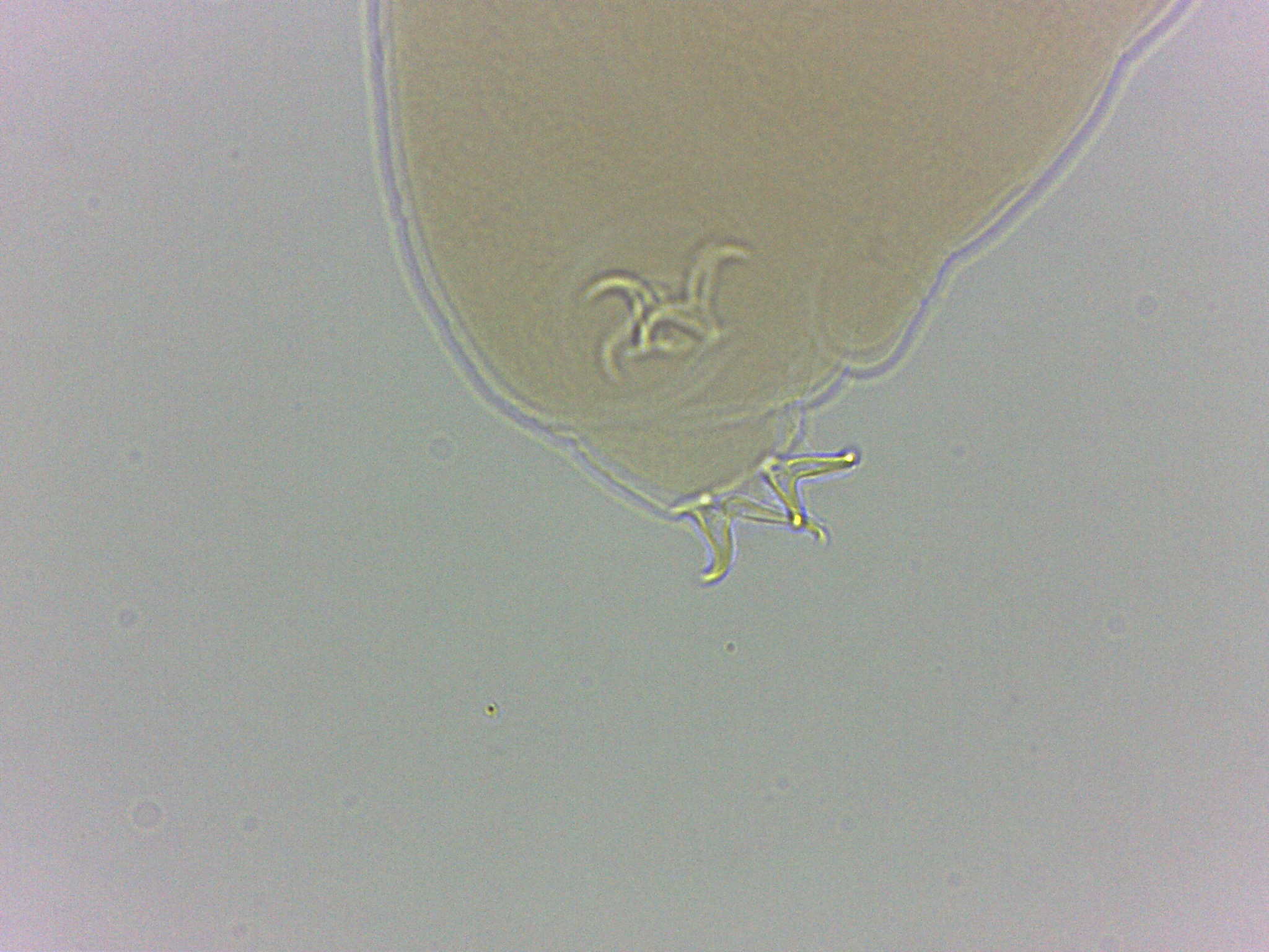 Adropion scoticum image
