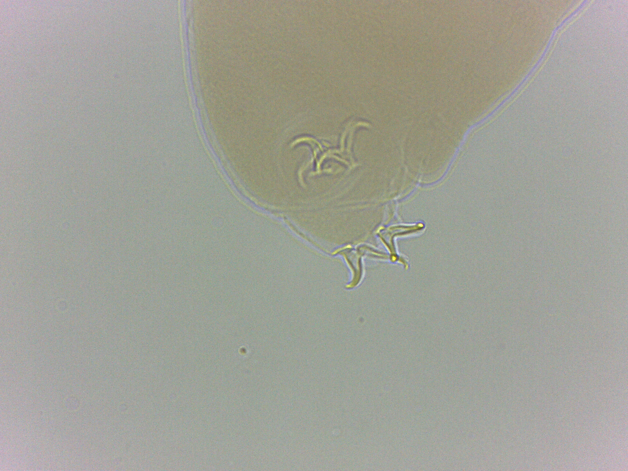 Adropion scoticum image