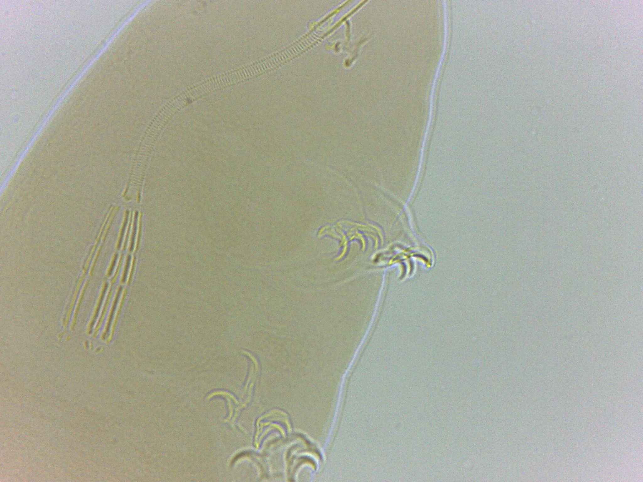 Adropion scoticum image