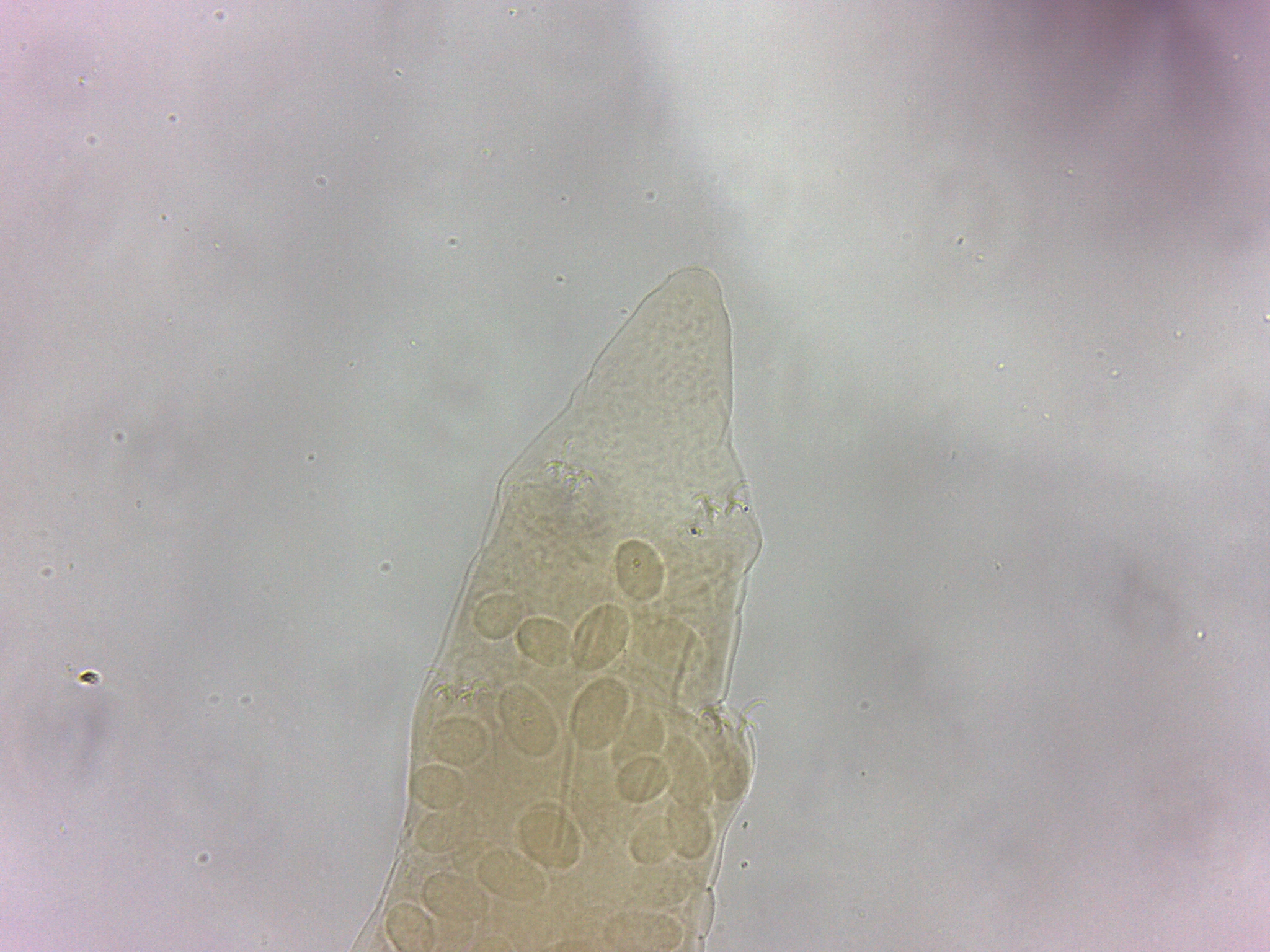 Itaquascon simplex image