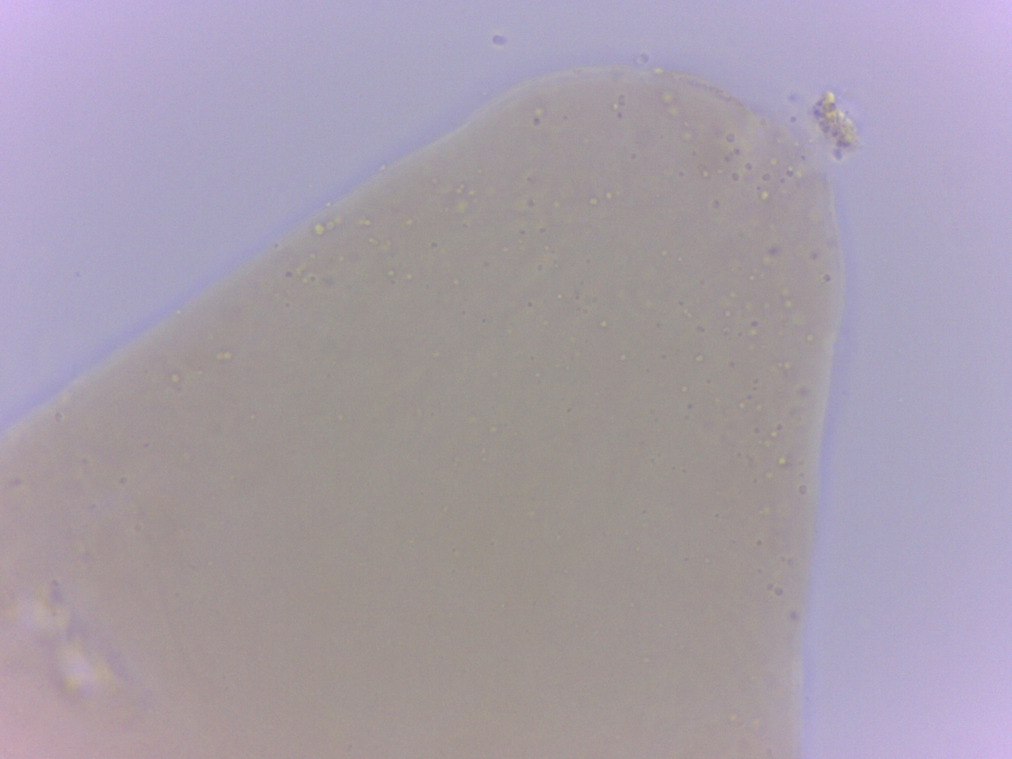 Itaquascon simplex image