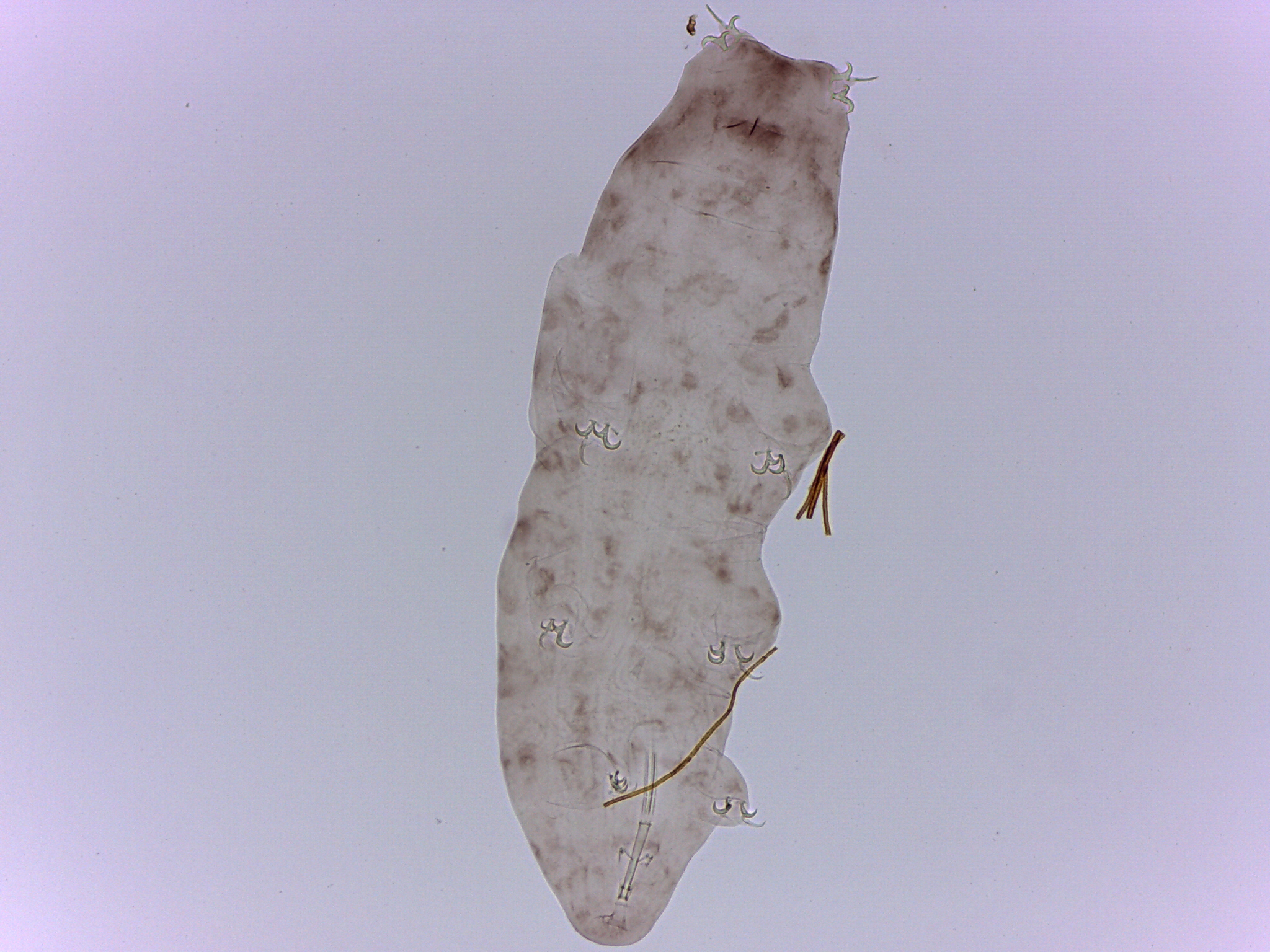 Diphasconinae image