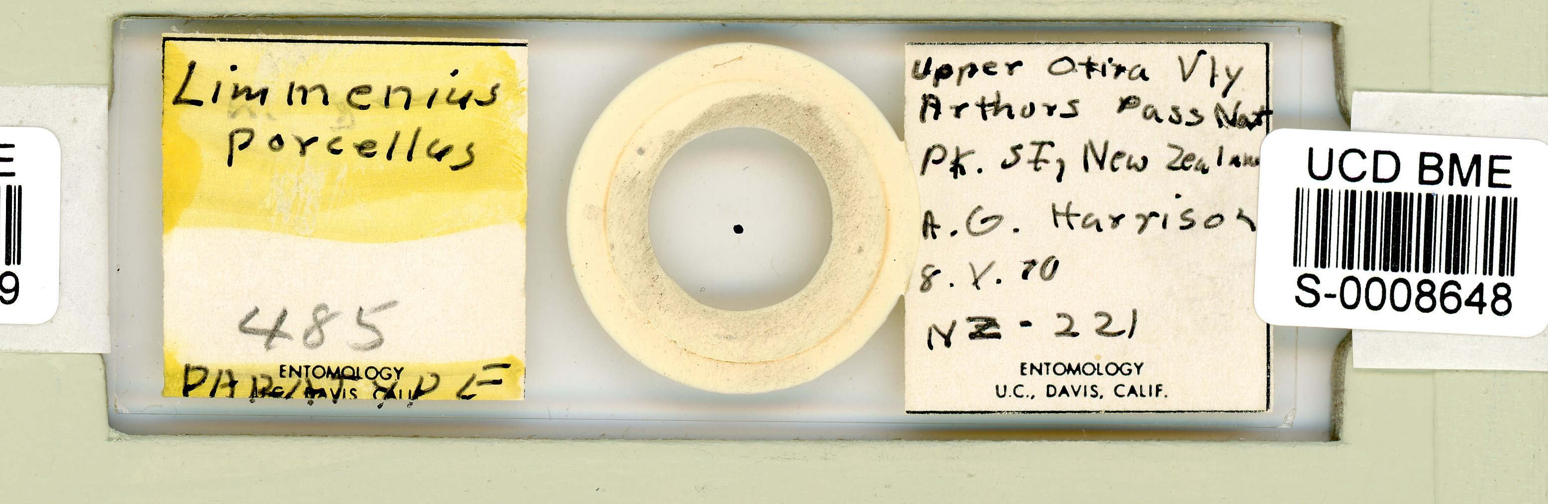 Limmenius porcellus image