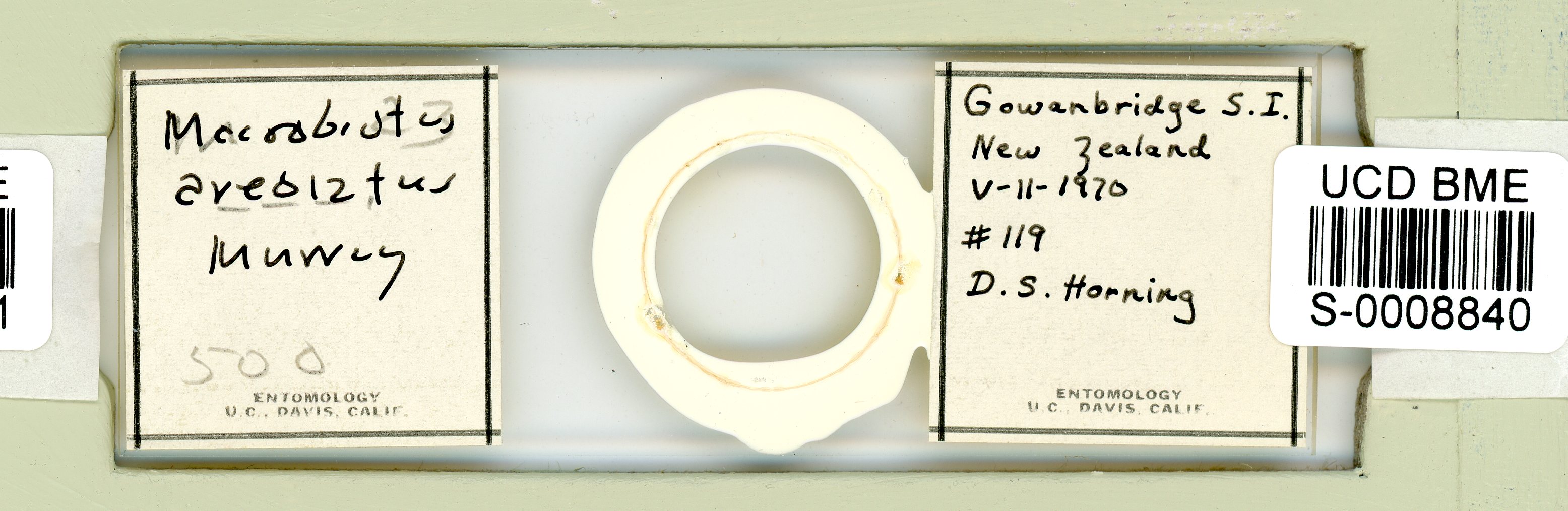 Minibiotus aculeatus image