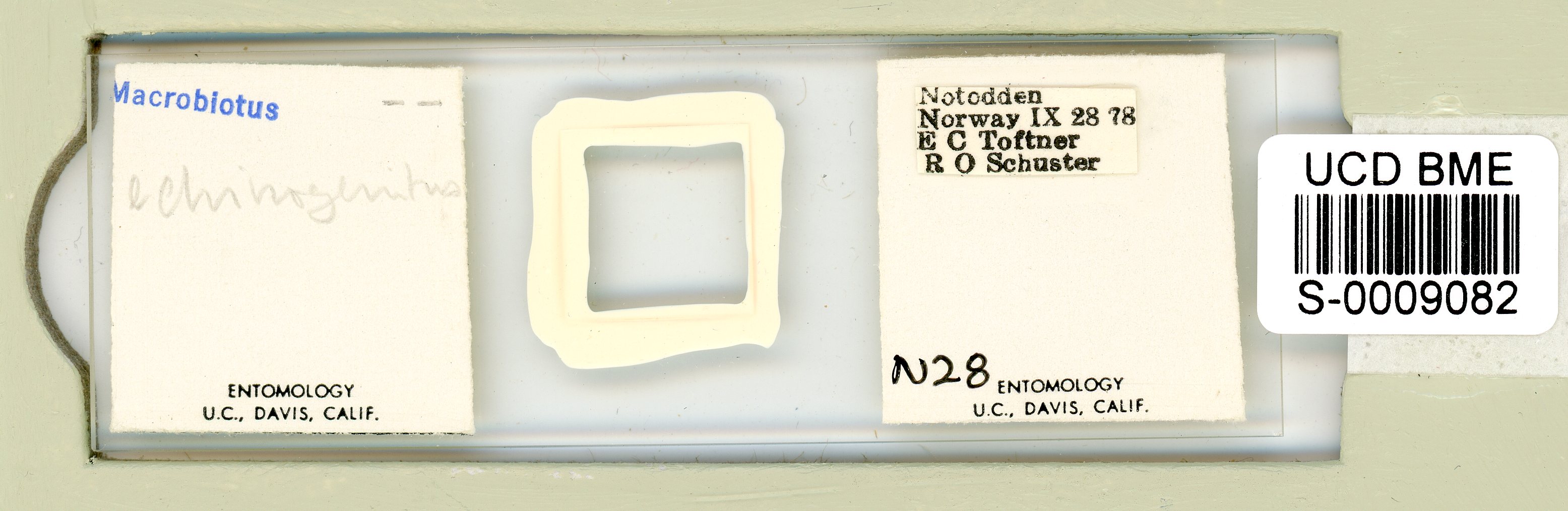 Macrobiotus echinogenitus image