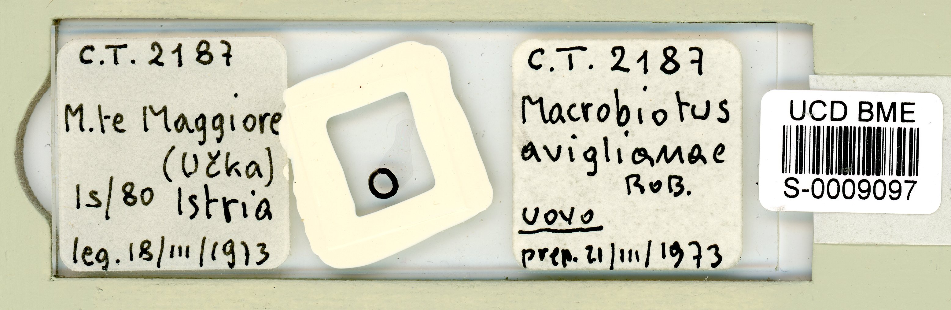 Macrobiotus pallarii image