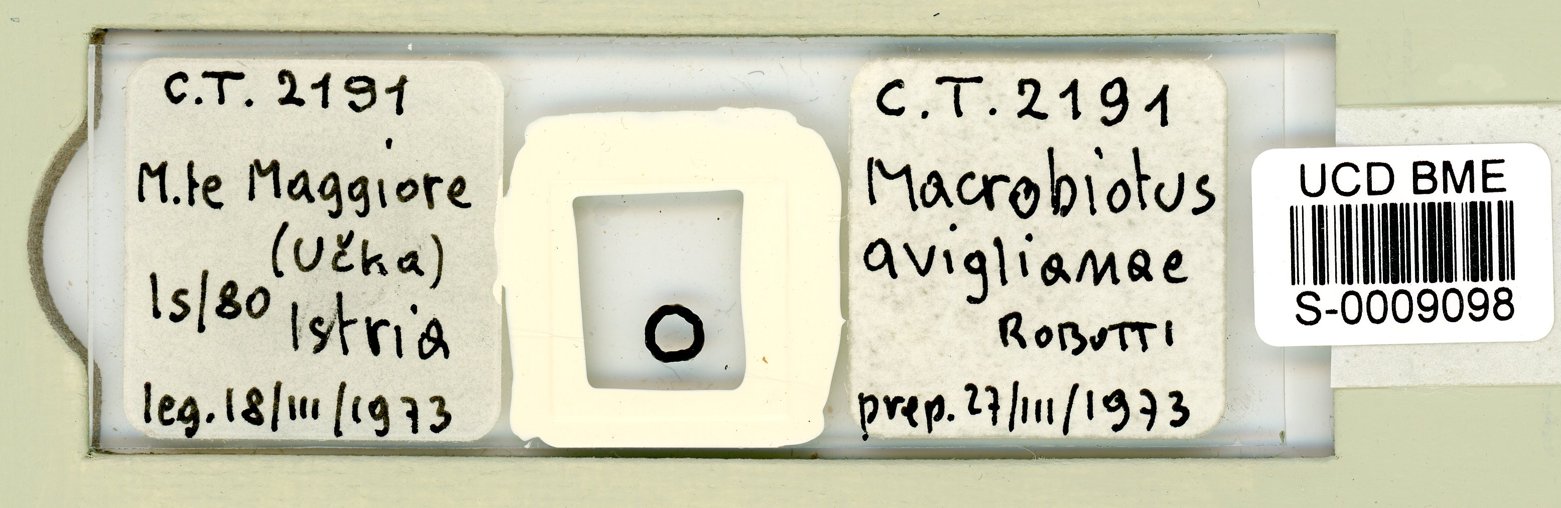Macrobiotus pallarii image