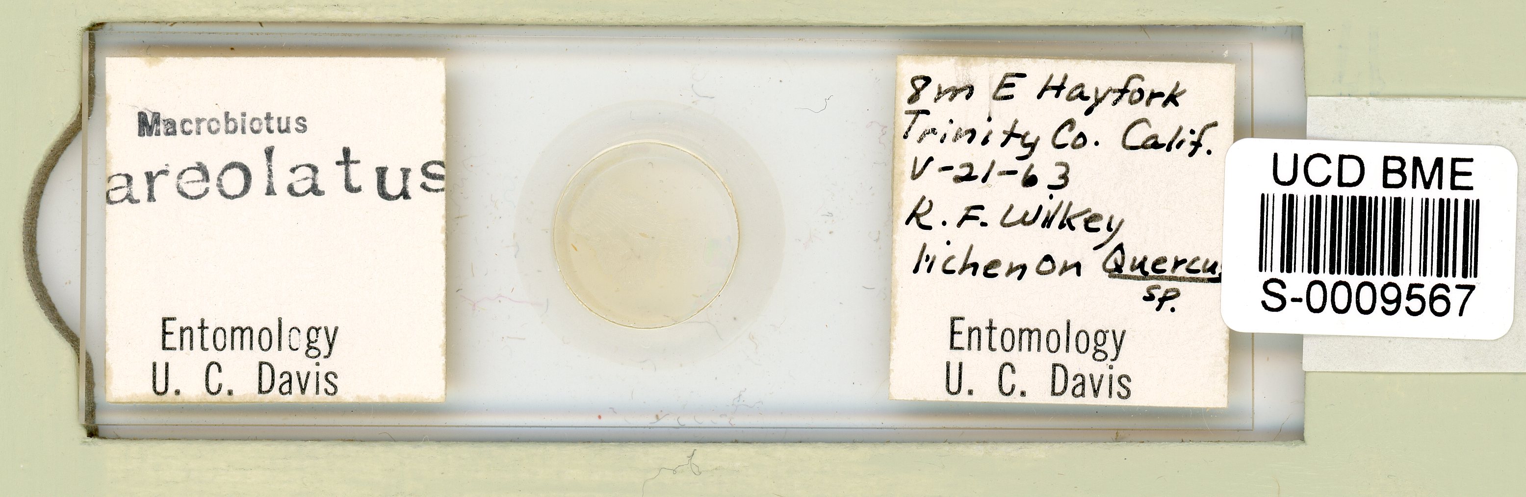 Paramacrobiotus areolatus image