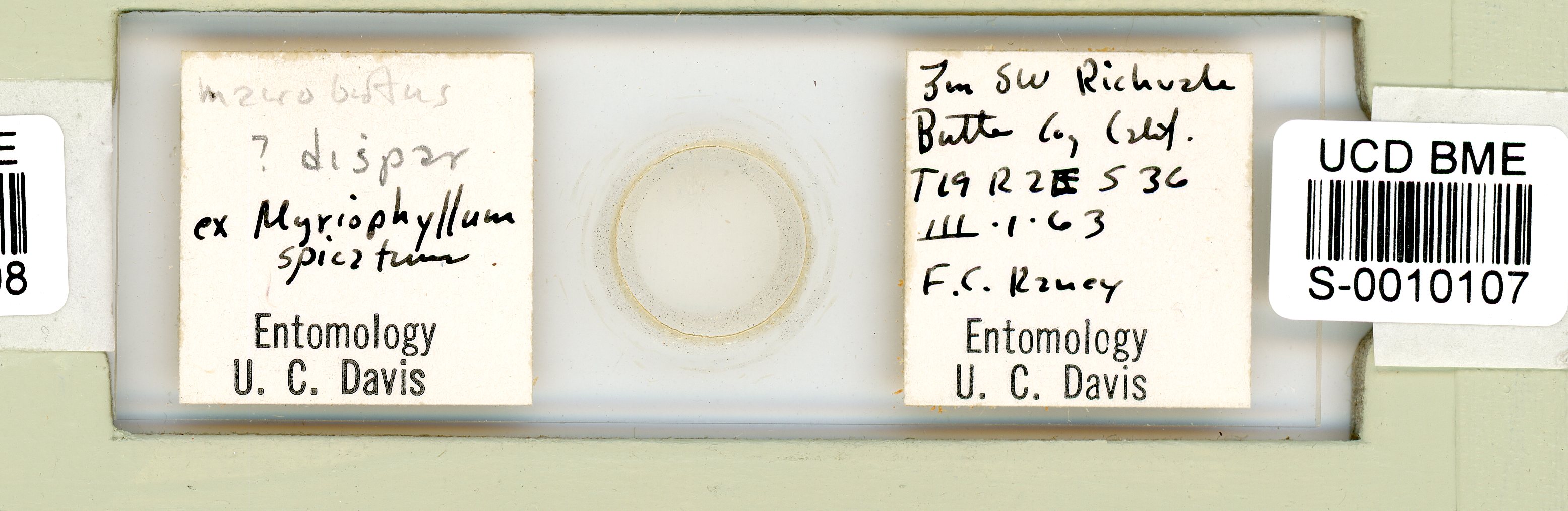 Dactylobiotus dispar image