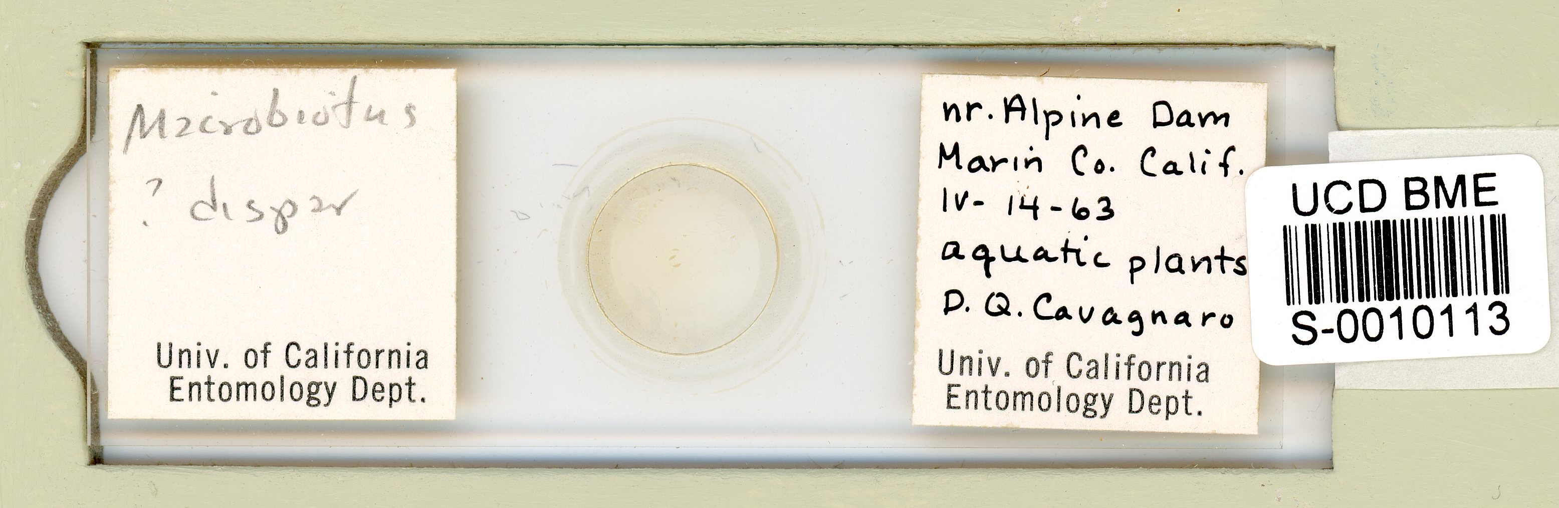 Dactylobiotus dispar image