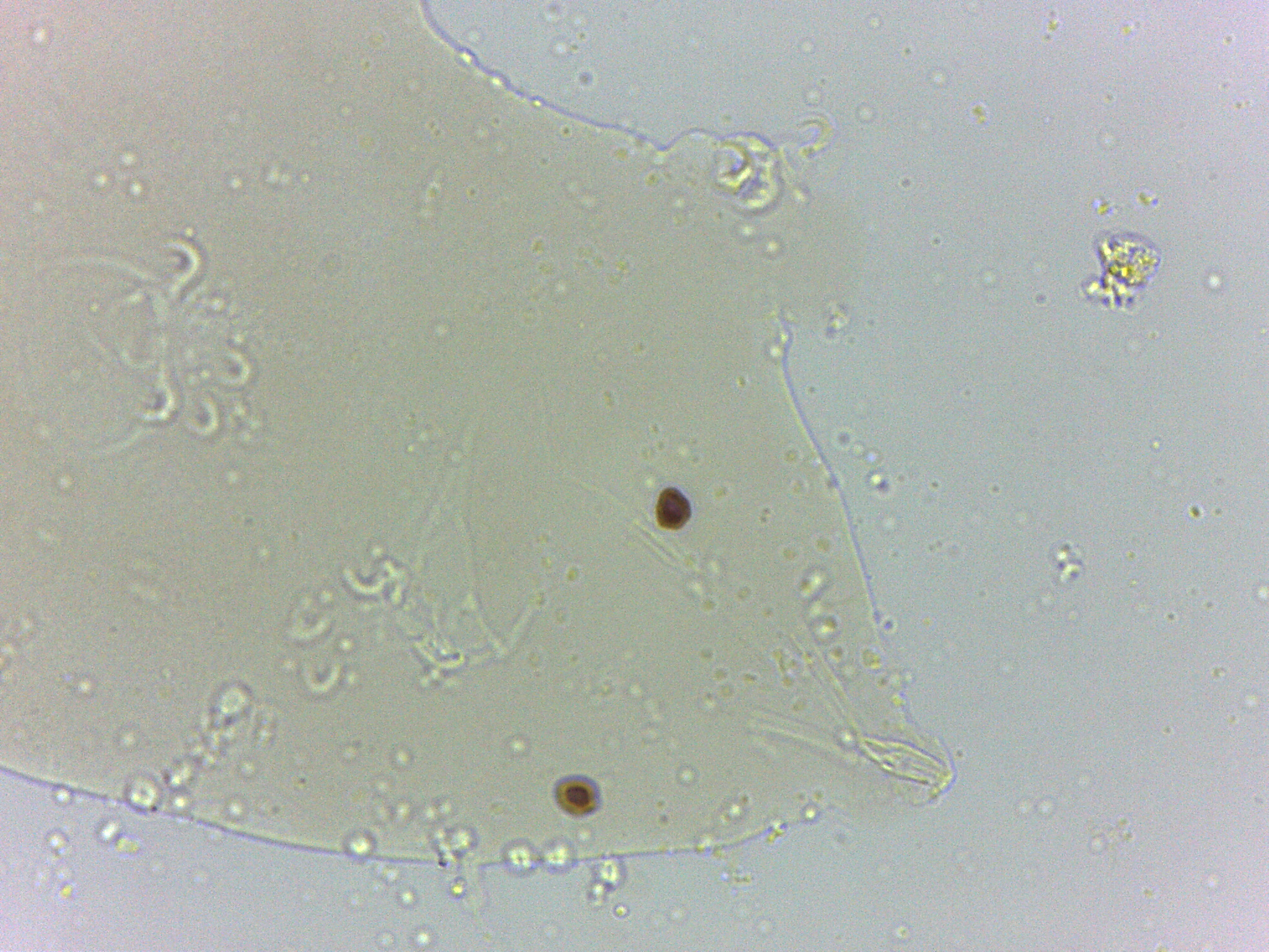 Archechiniscus marci image