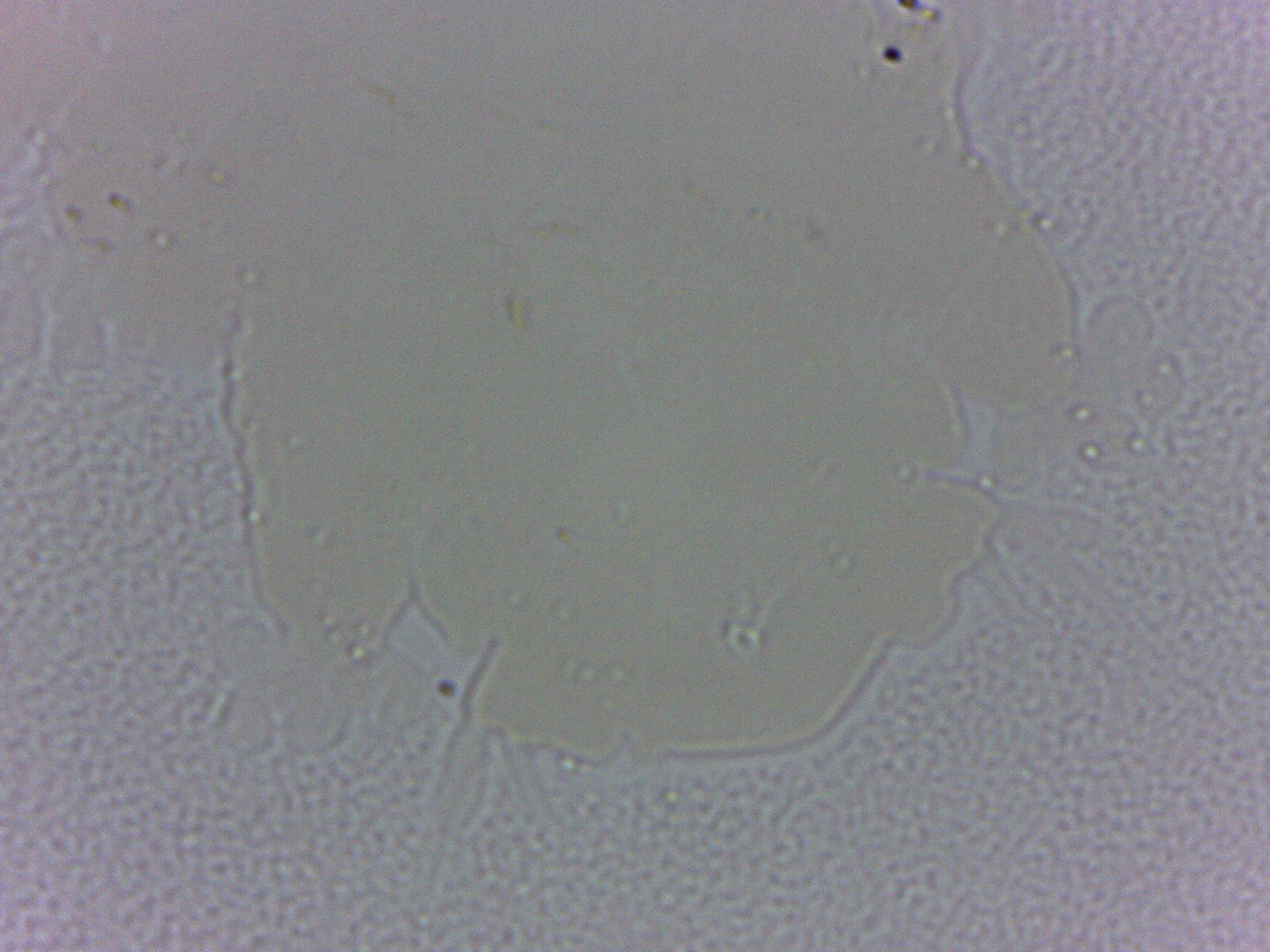 Batillipes image