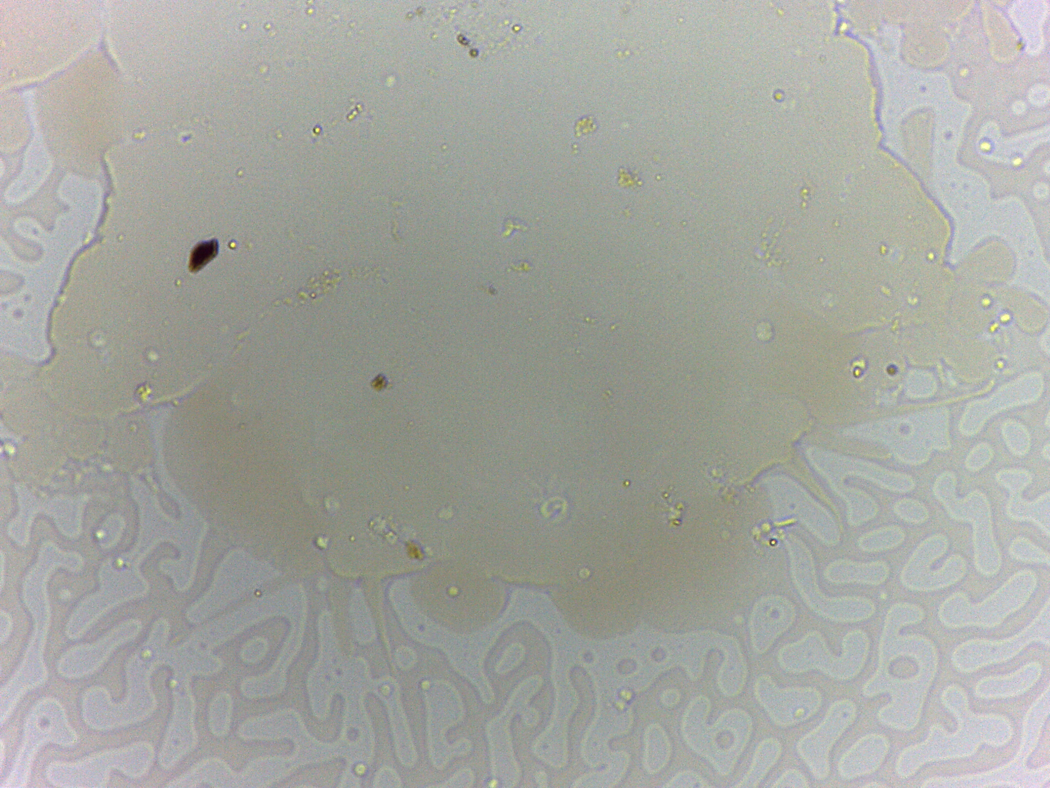Batillipedidae image