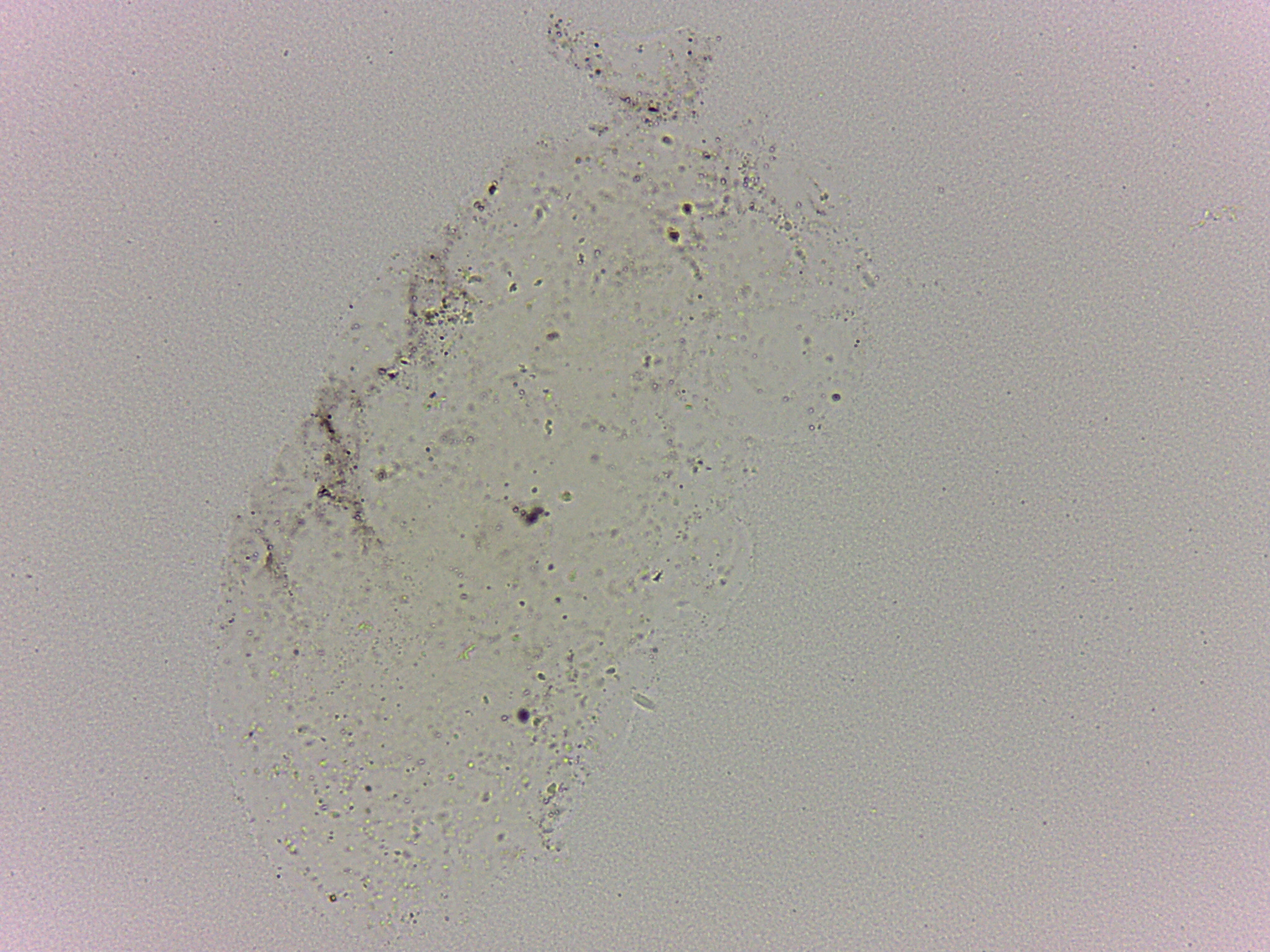 Batillipes minius image