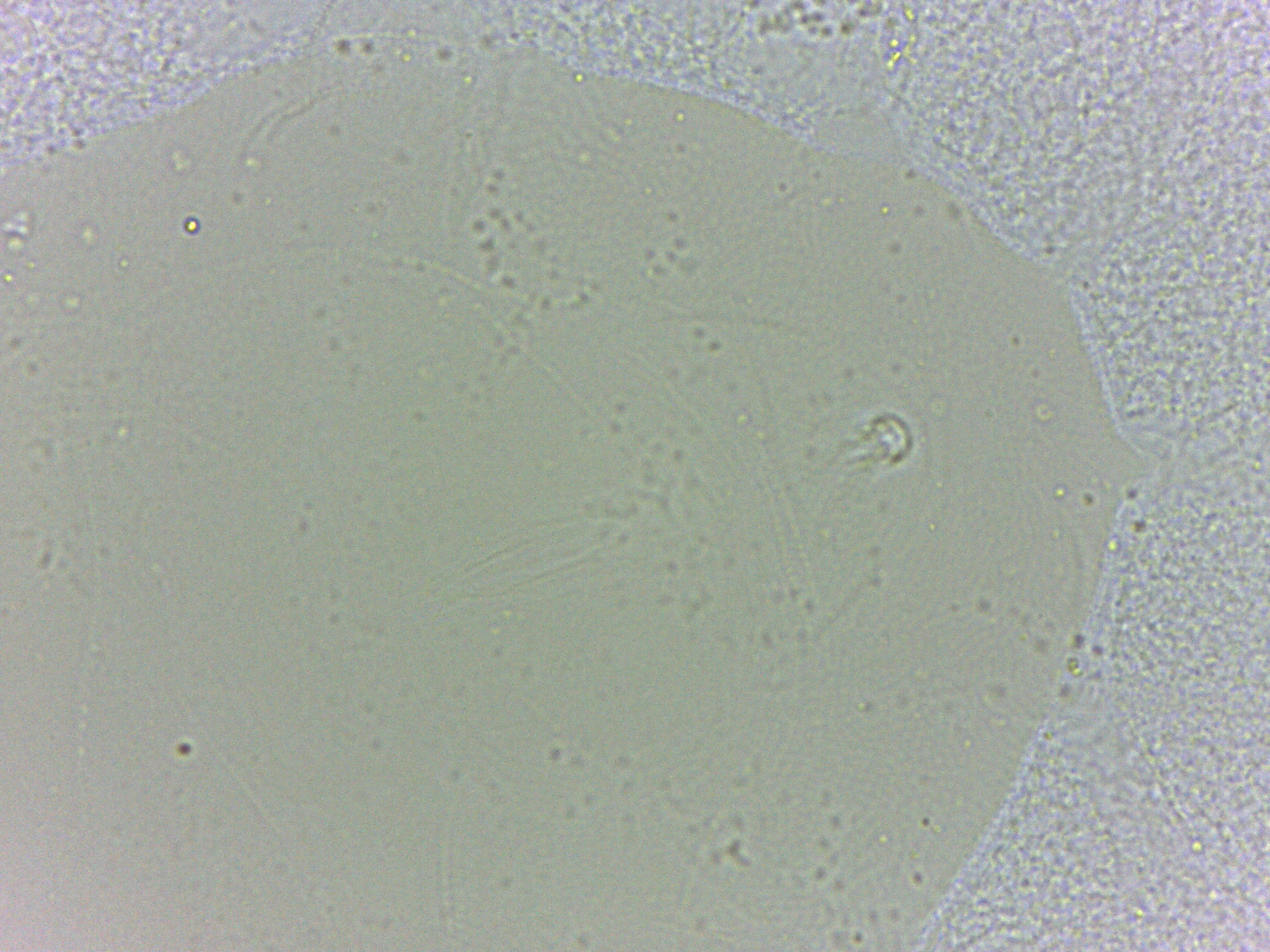 Batillipes minius image