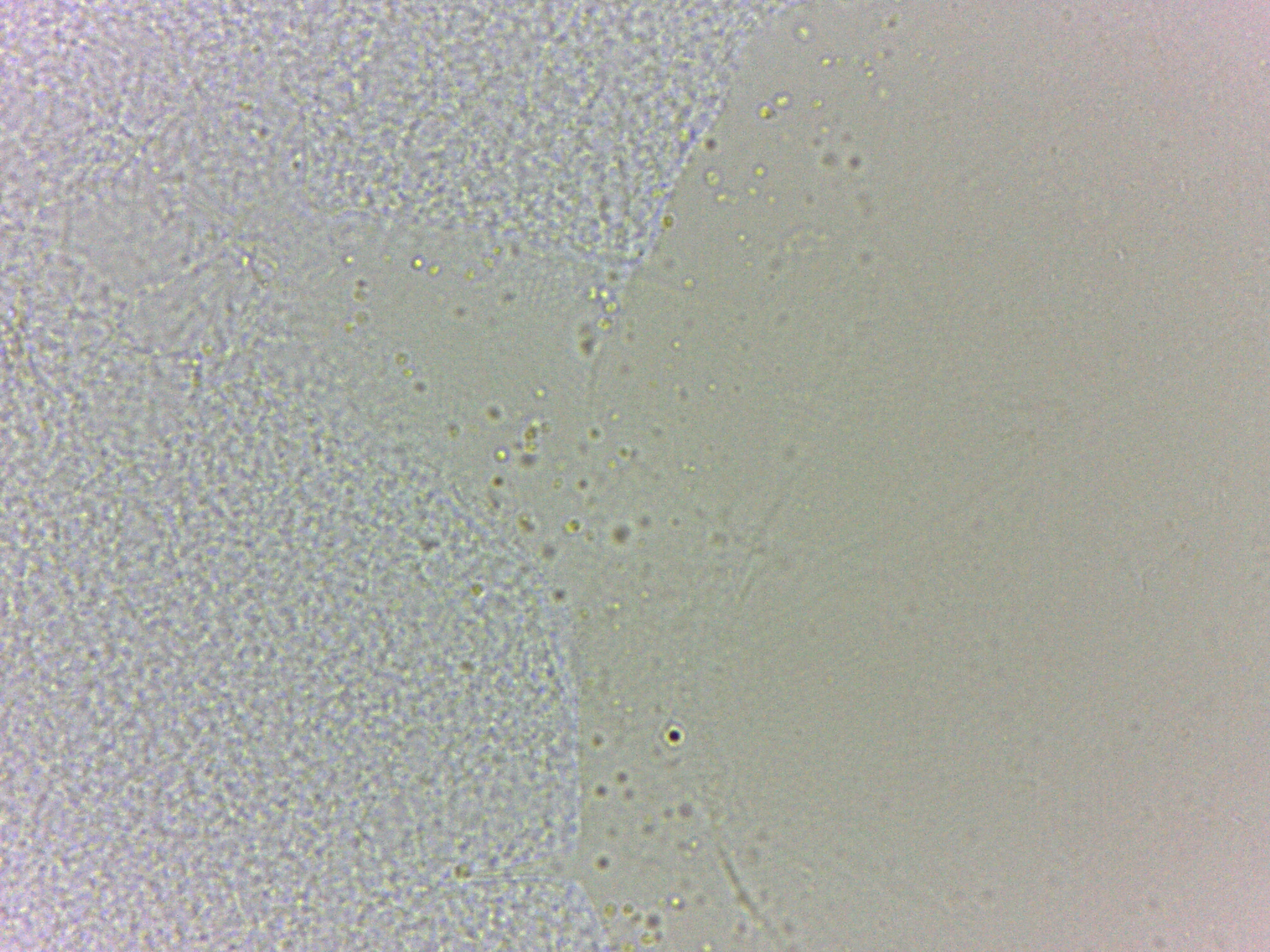 Batillipes minius image