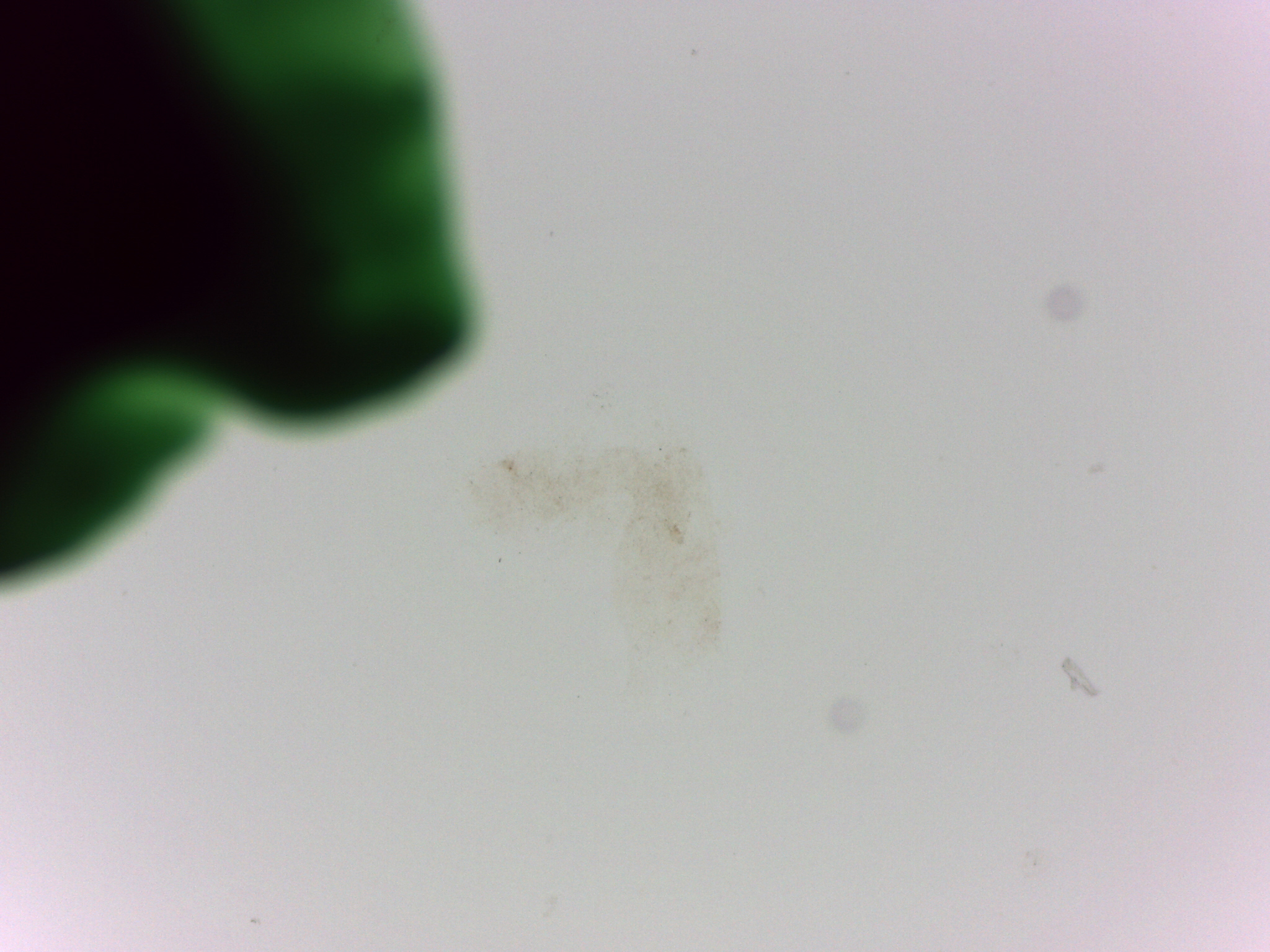 Batillipes minius image