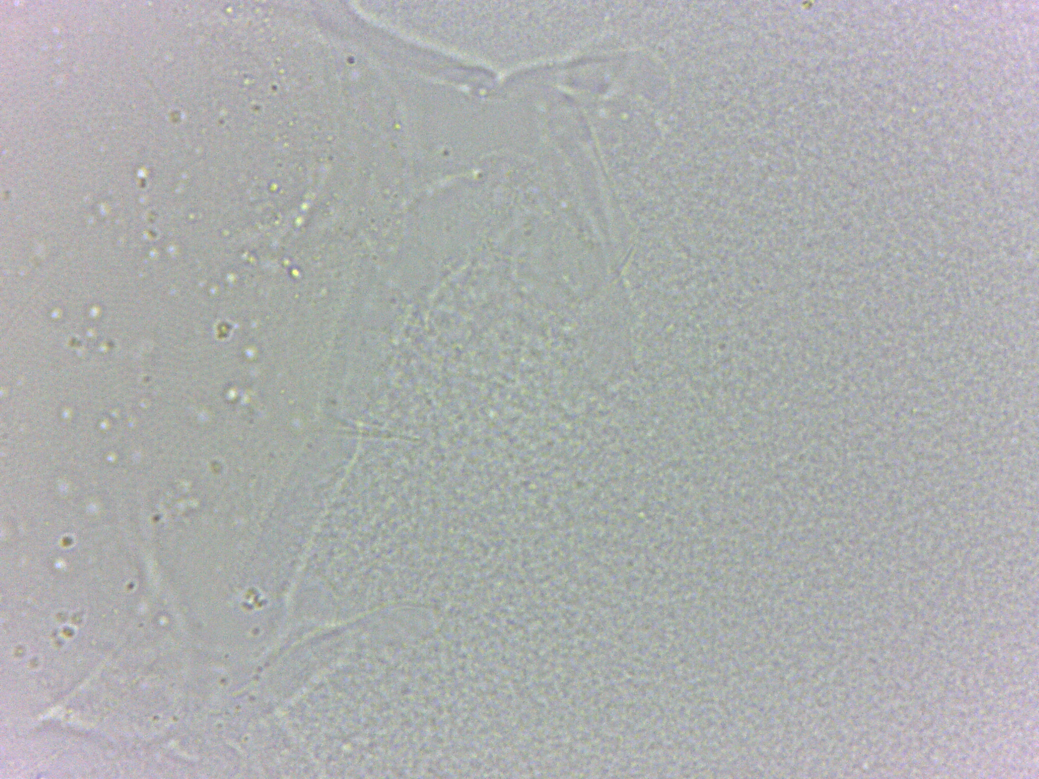 Batillipes minius image