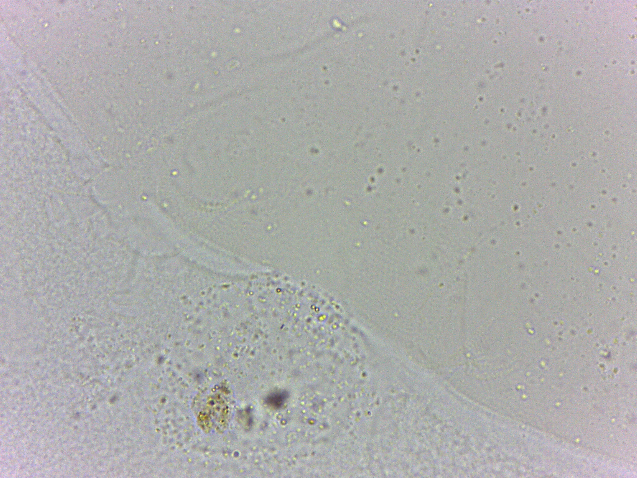 Batillipes minius image