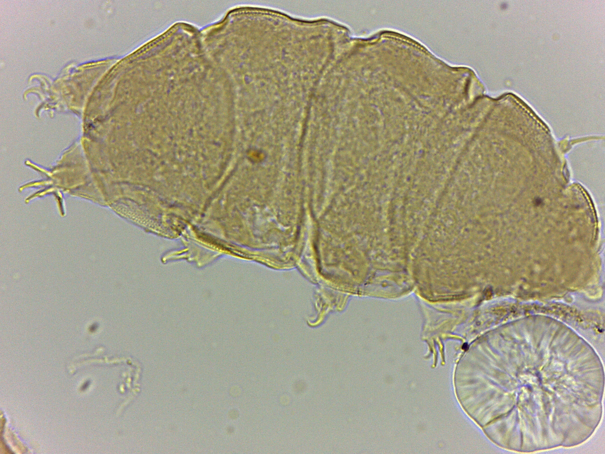 Bryodelphax amphoterus image