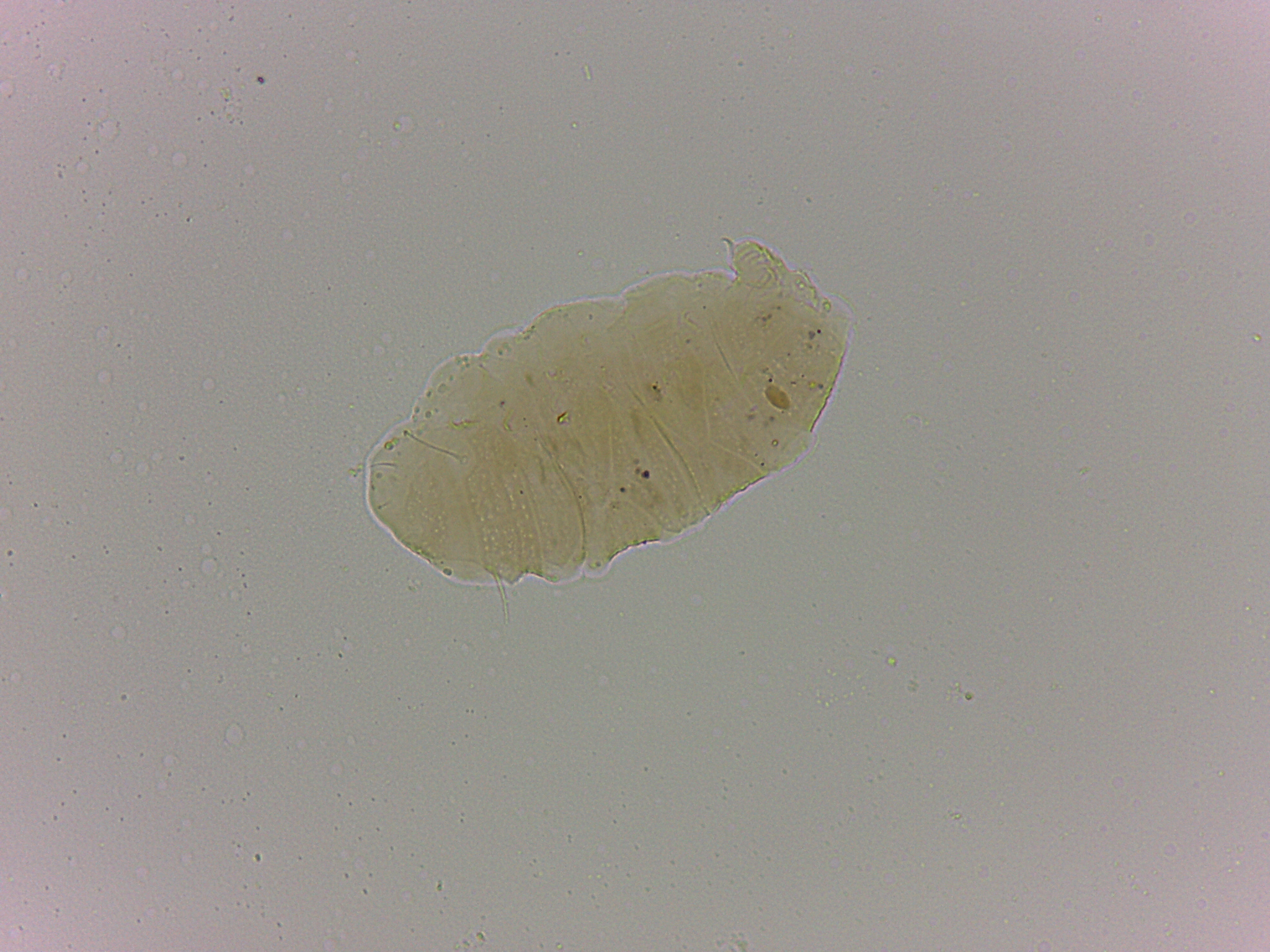 Bryodelphax crossotus image