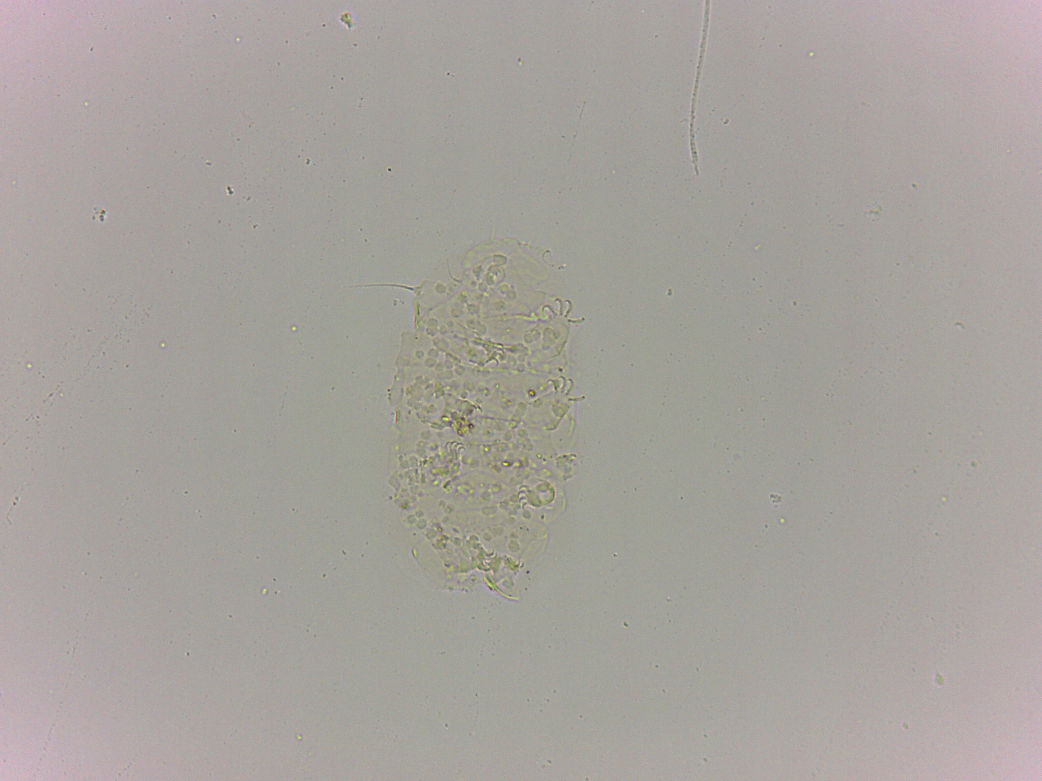 Bryodelphax dominicanus image