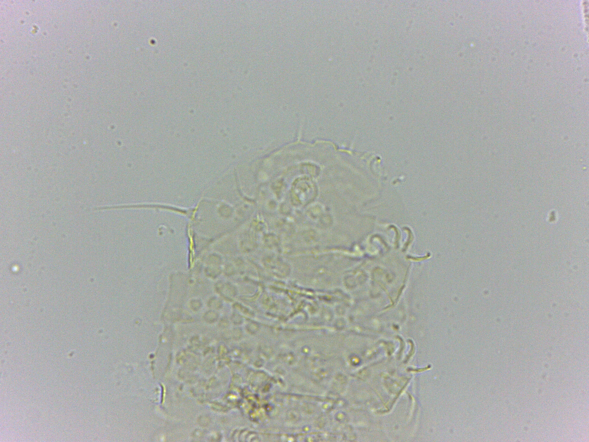 Bryodelphax dominicanus image