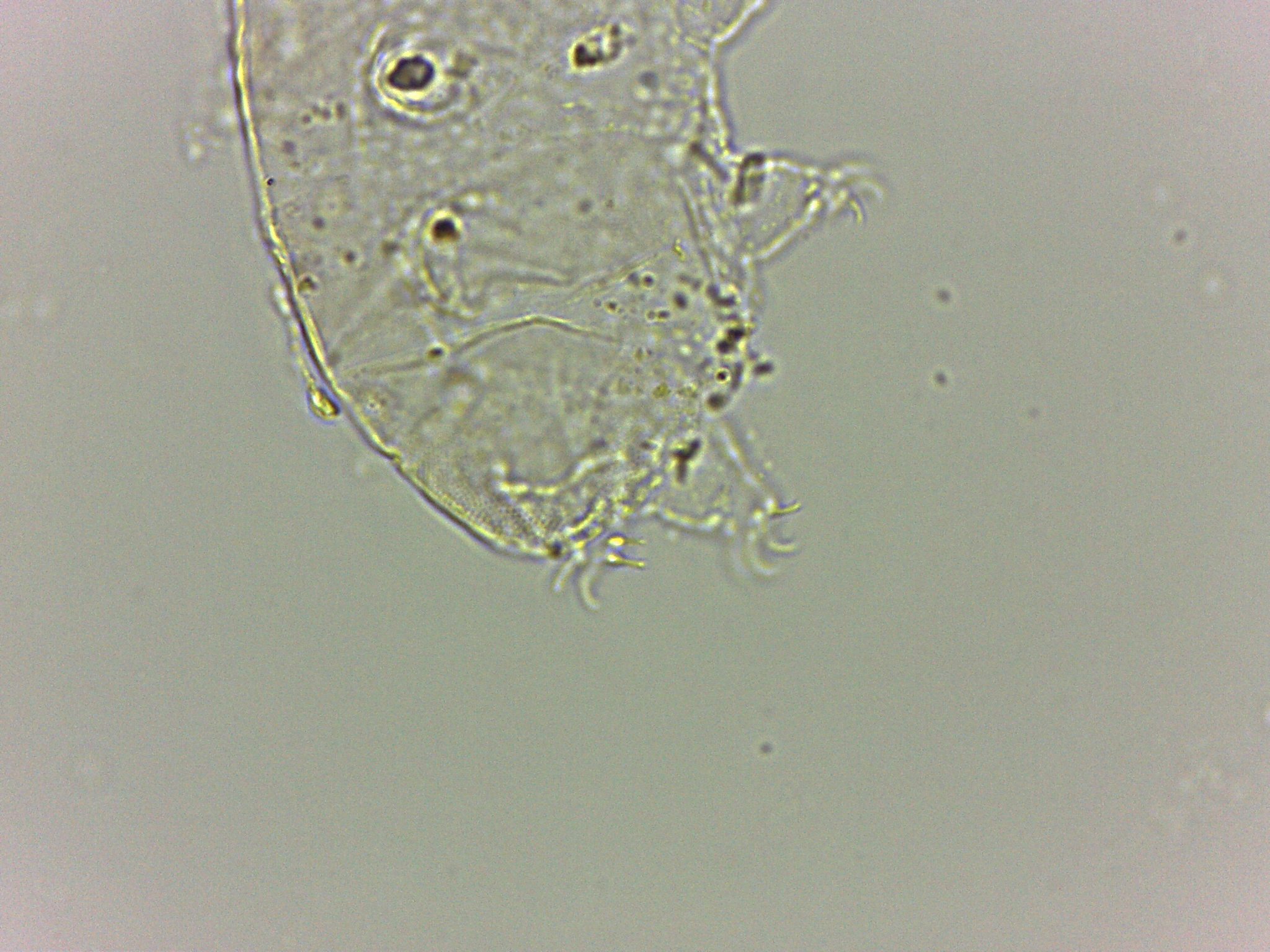 Bryodelphax dominicanus image