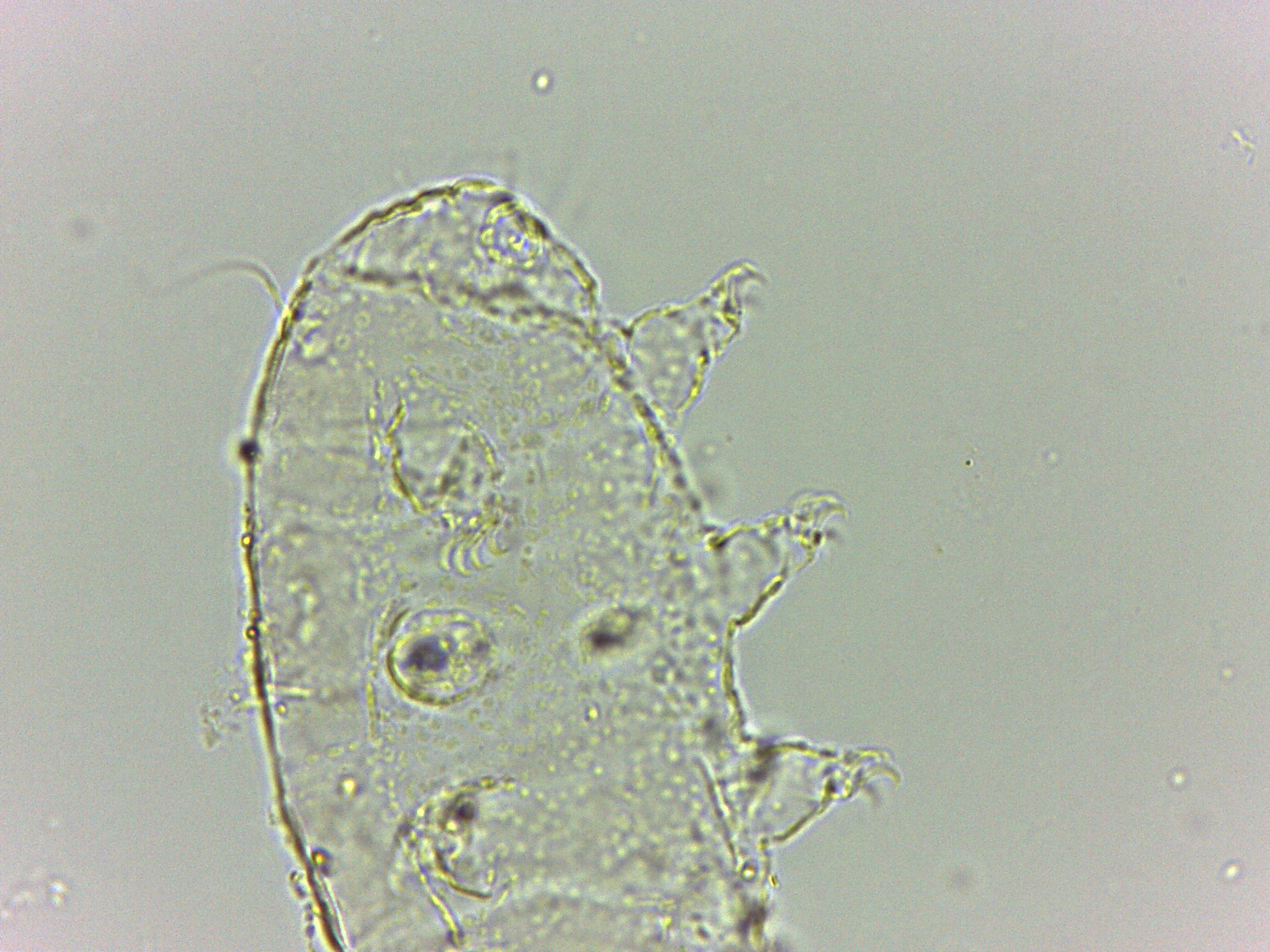 Bryodelphax dominicanus image