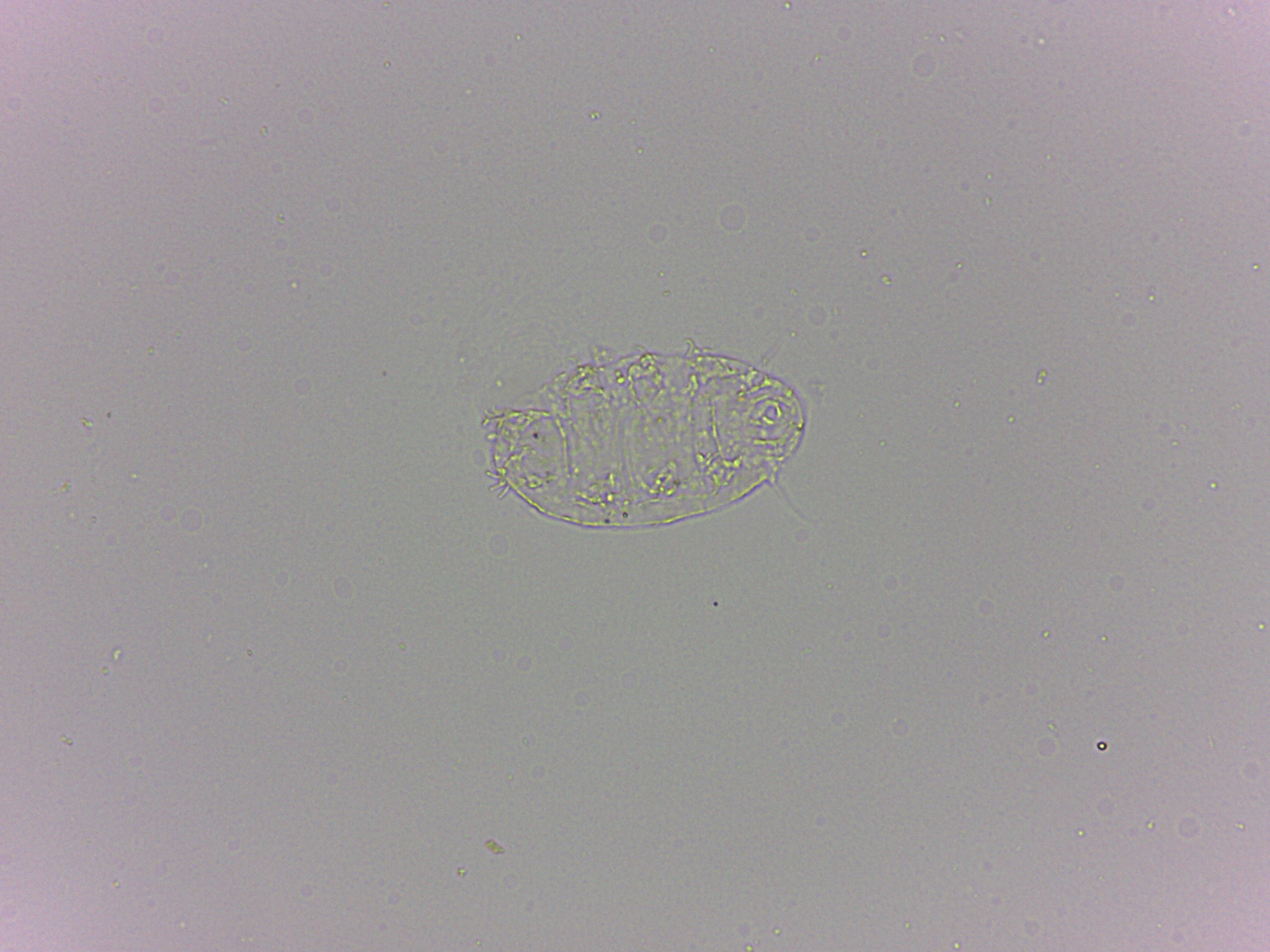 Bryodelphax dominicanus image