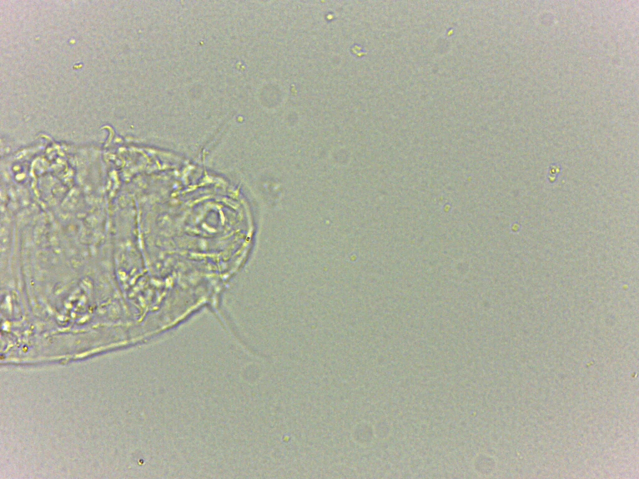 Bryodelphax dominicanus image