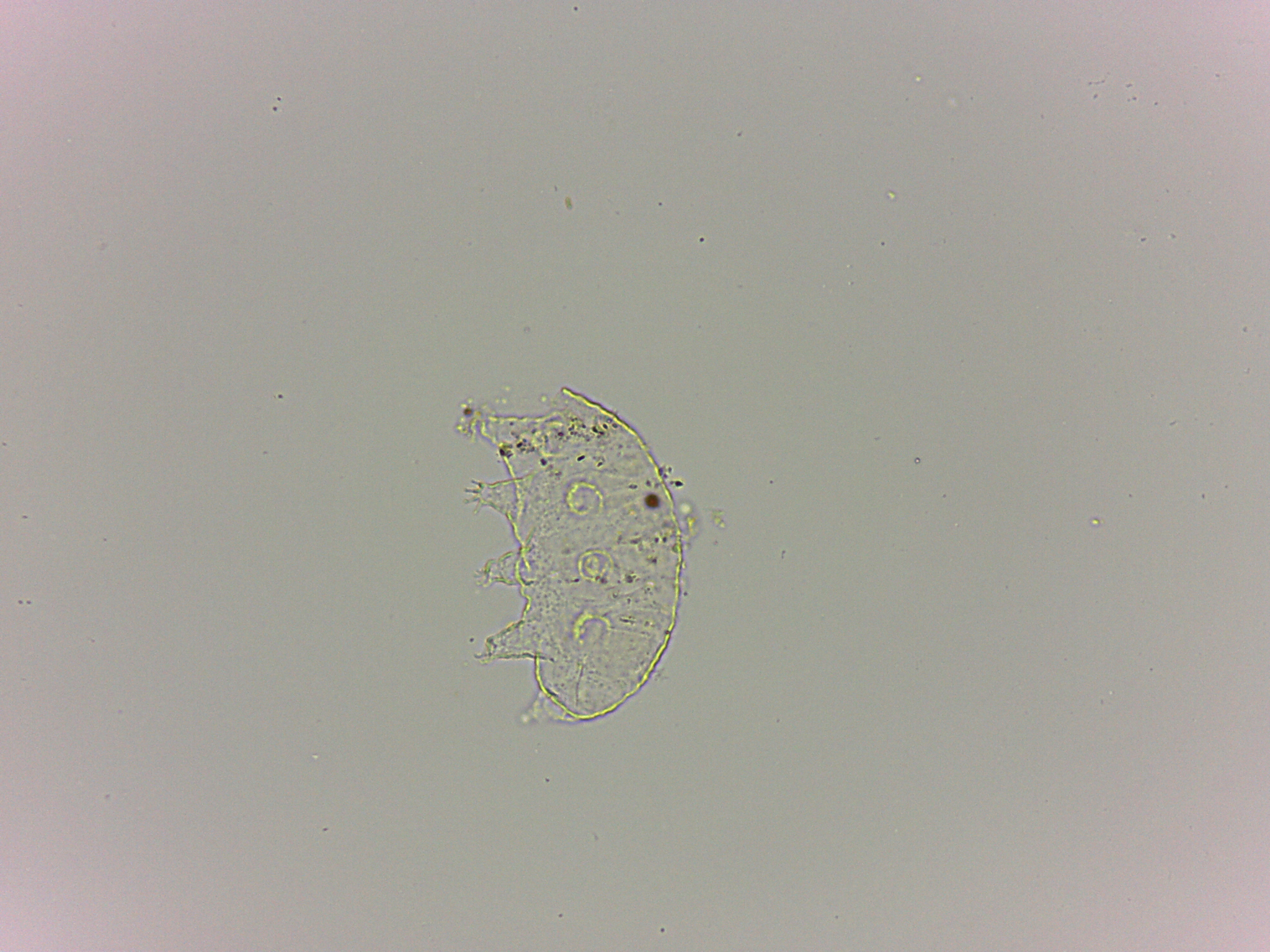 Bryodelphax dominicanus image